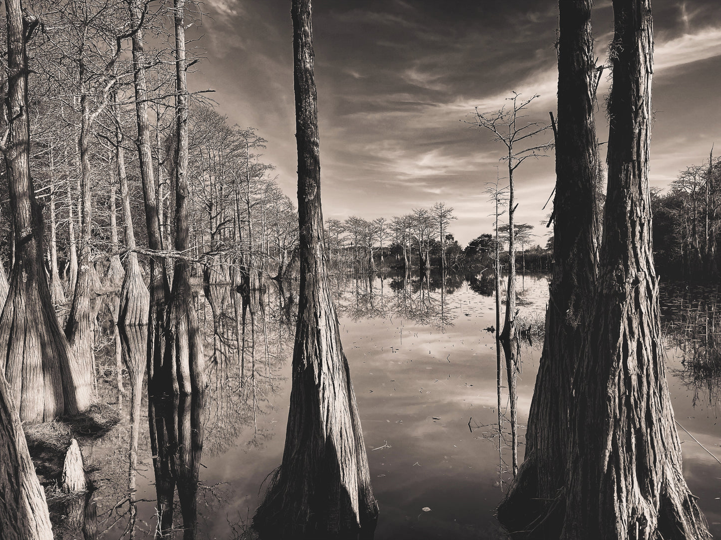 Cypress Dreaming
