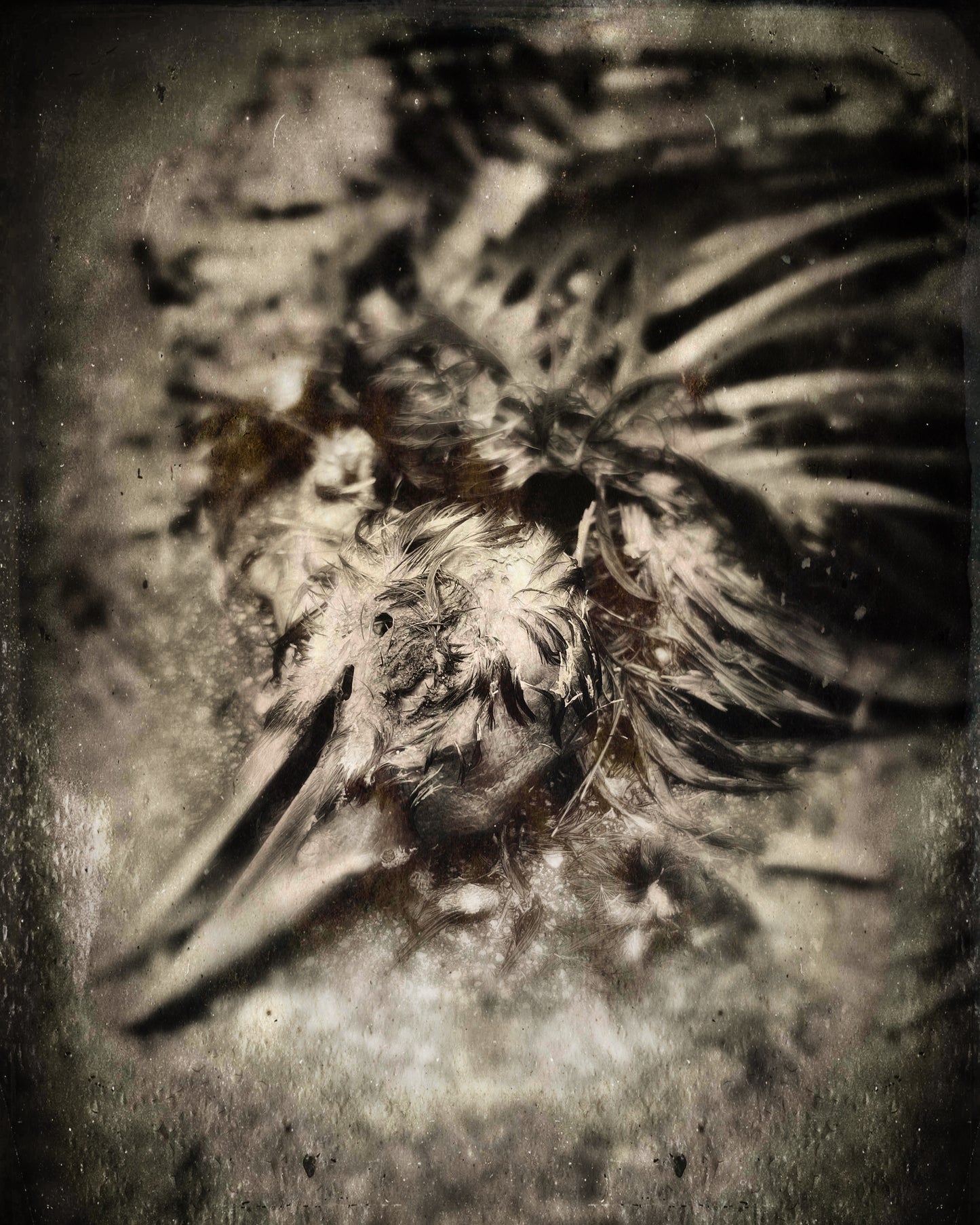 Corvid's Grave