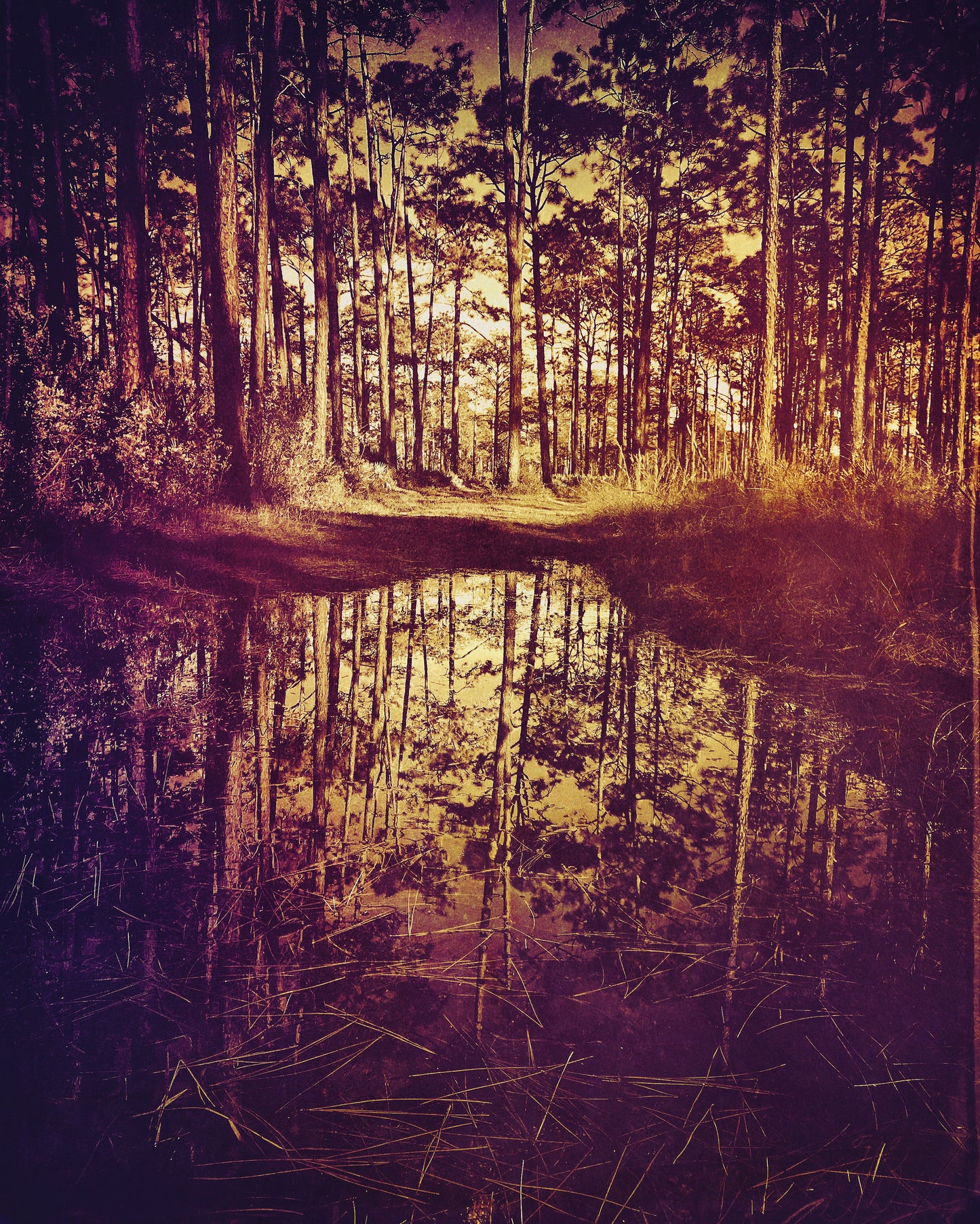 Don't Go In The Woods