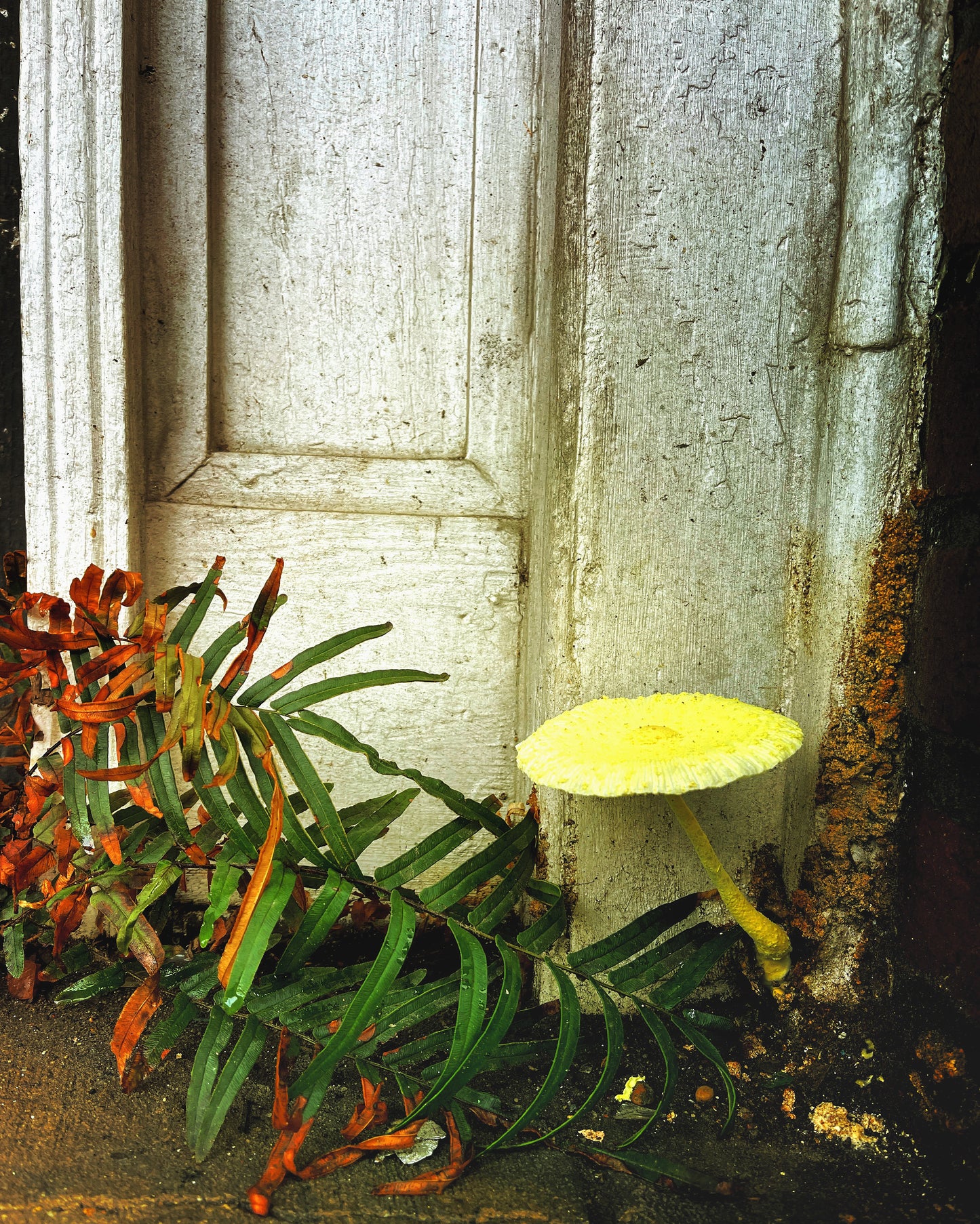 Fungal Secrets