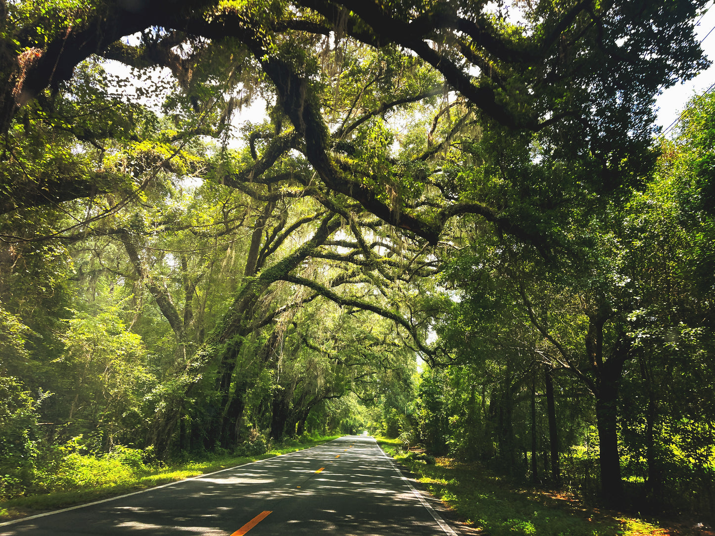 Canopy Road