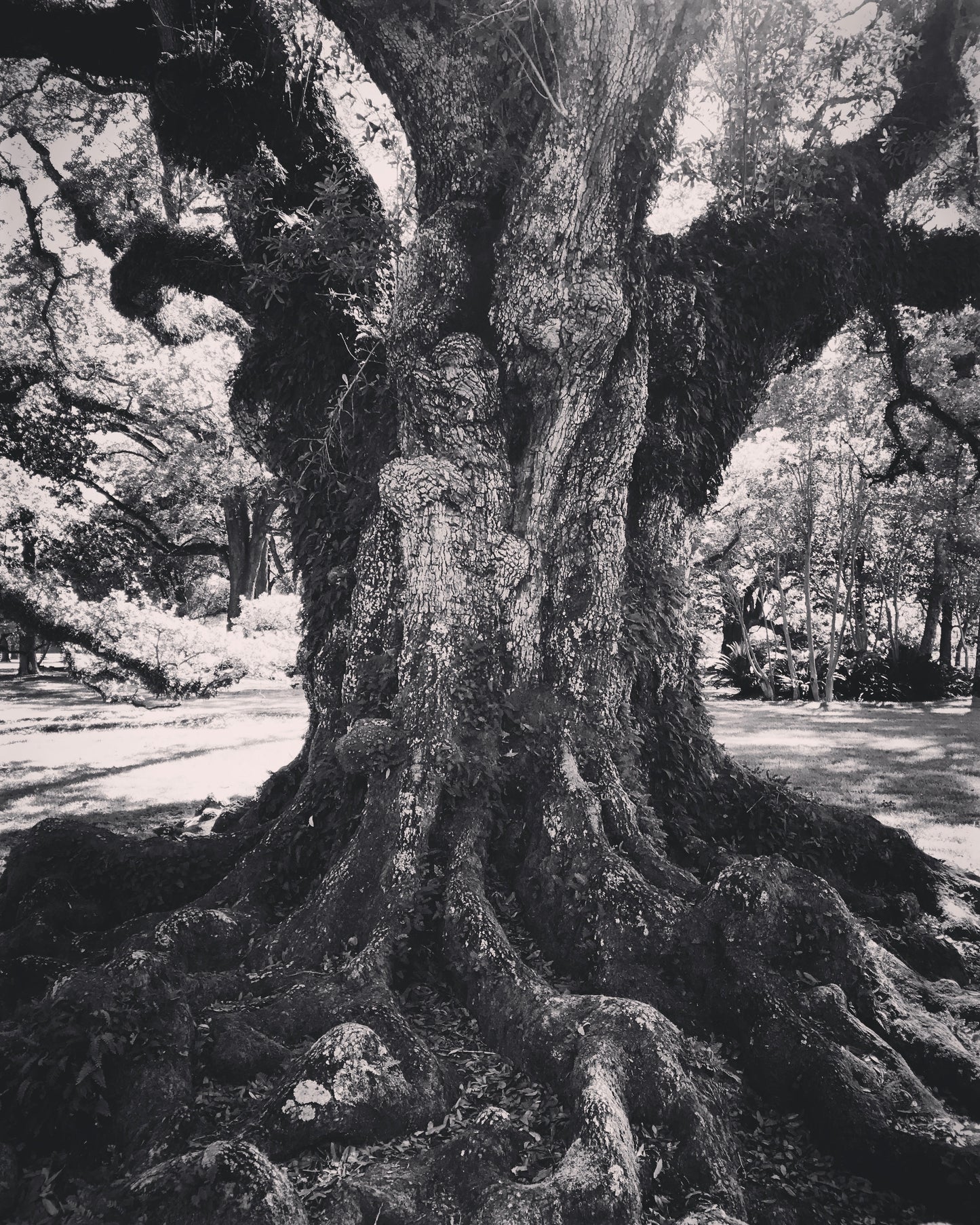 Angel Oak