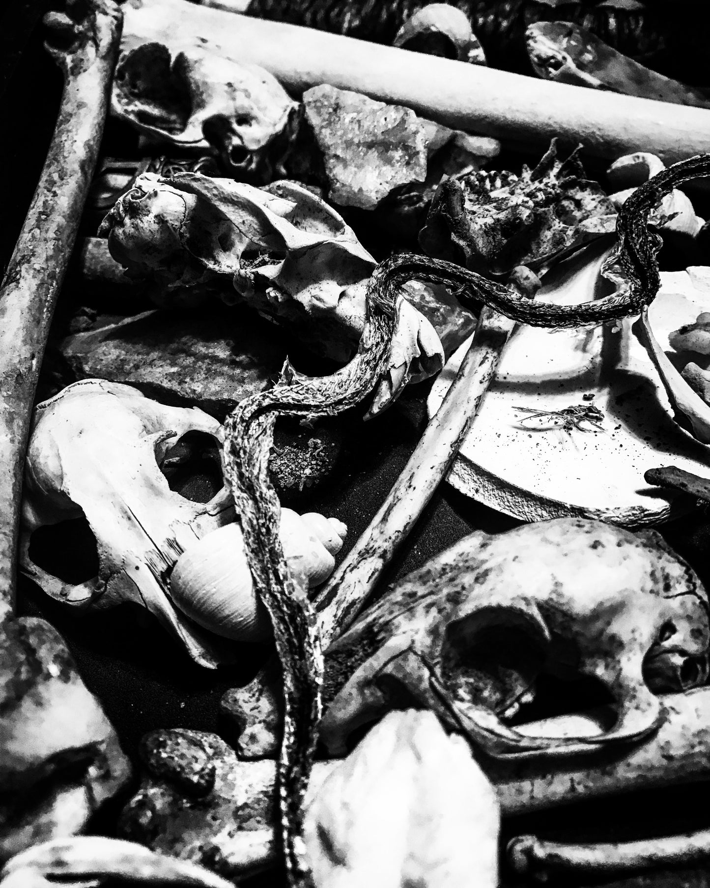 Them Bones