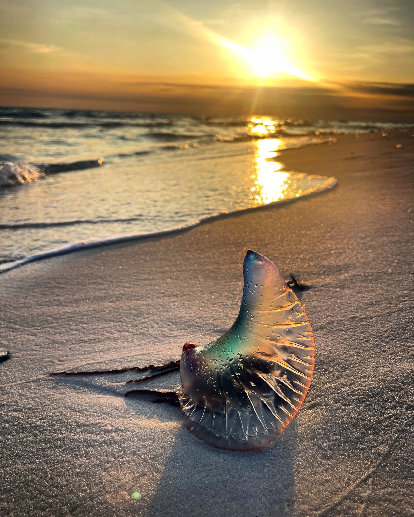 The Day The Moon Washed Ashore