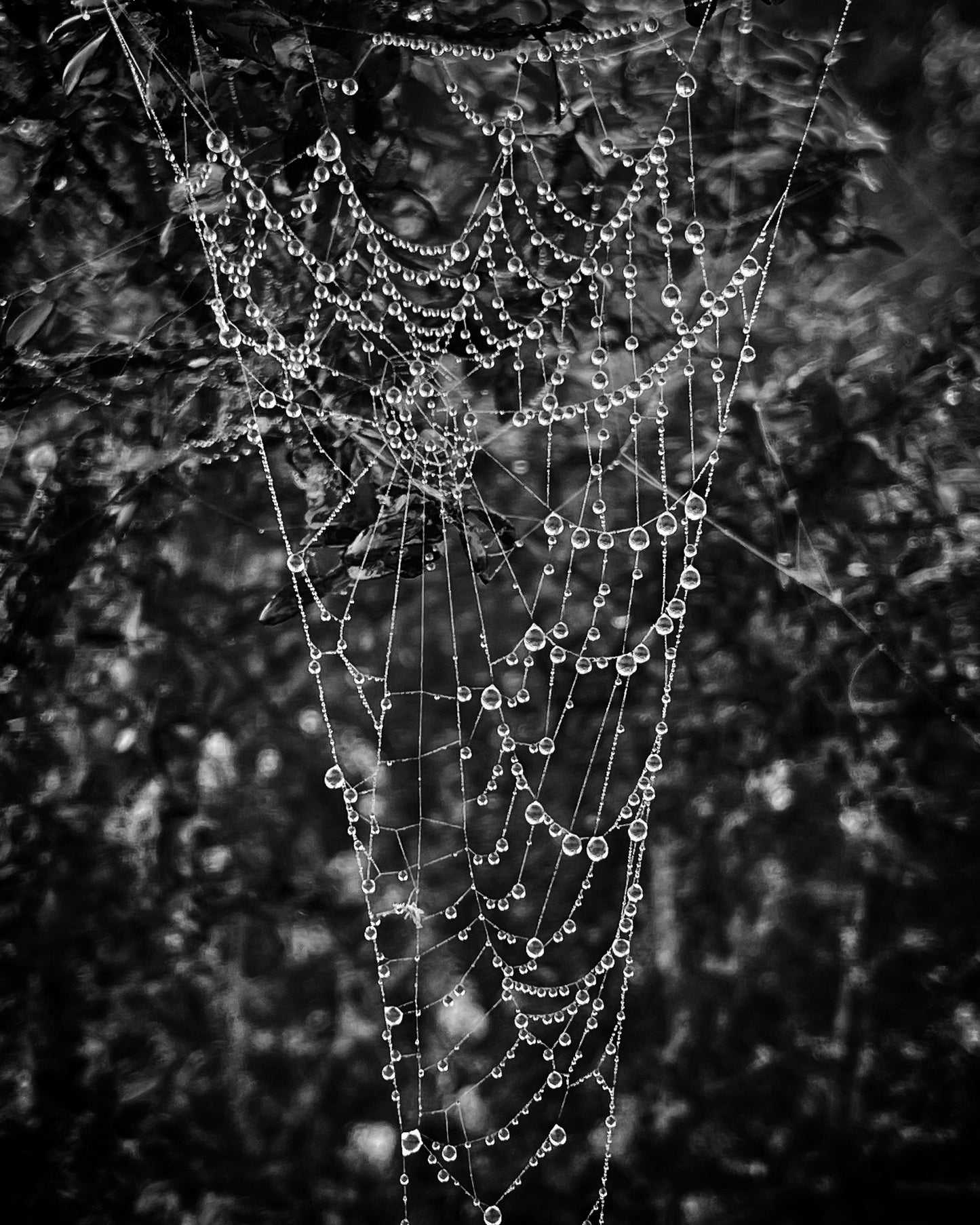 Jewels of the Morning Mist