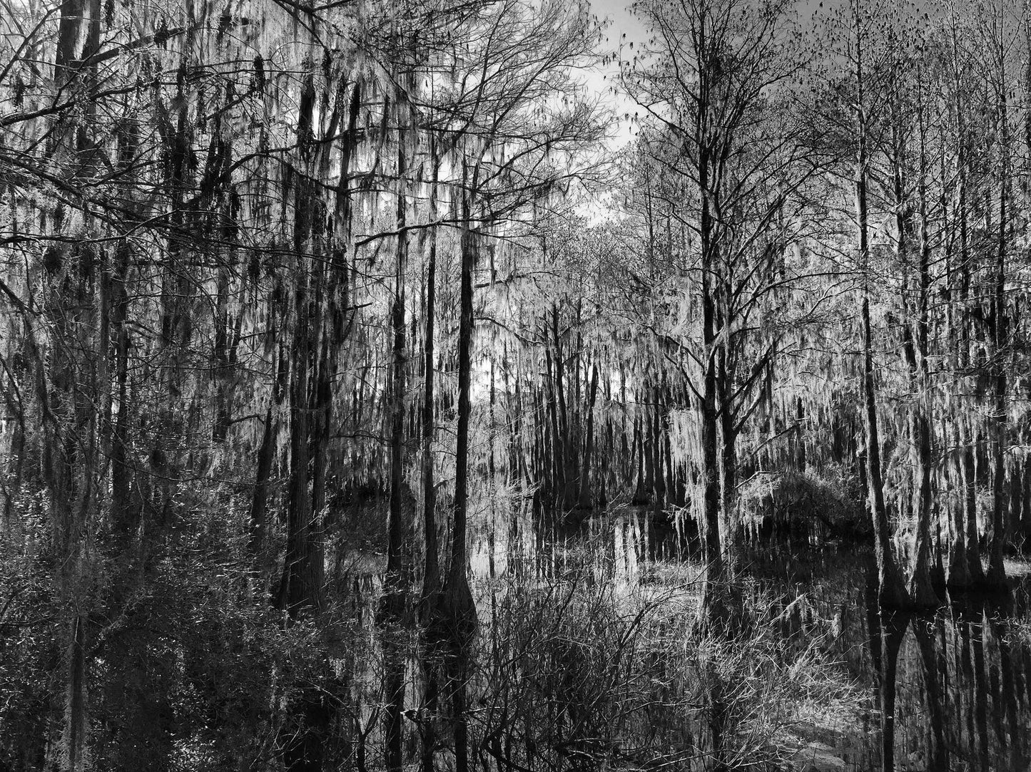 Bayou Dreaming