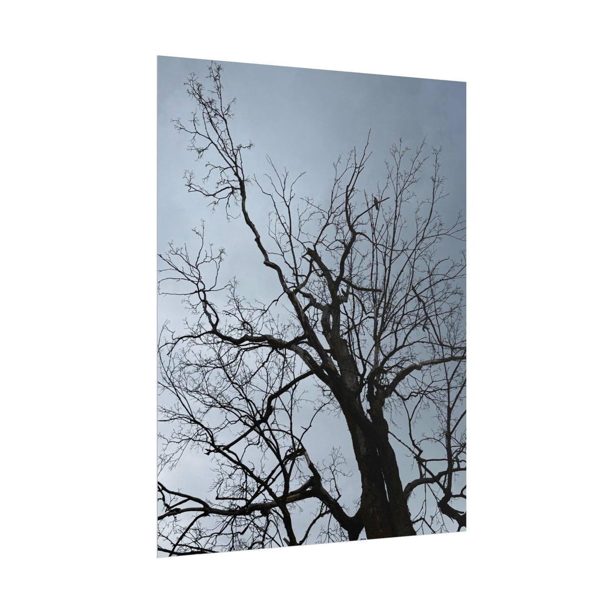Hoody's Tree Rolled Posters