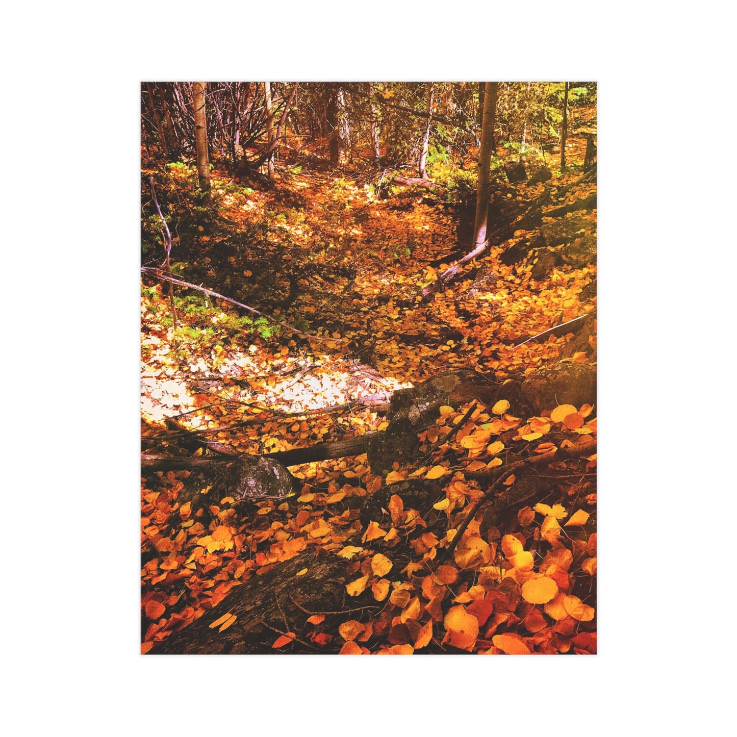 Autumn Gold Paper Print