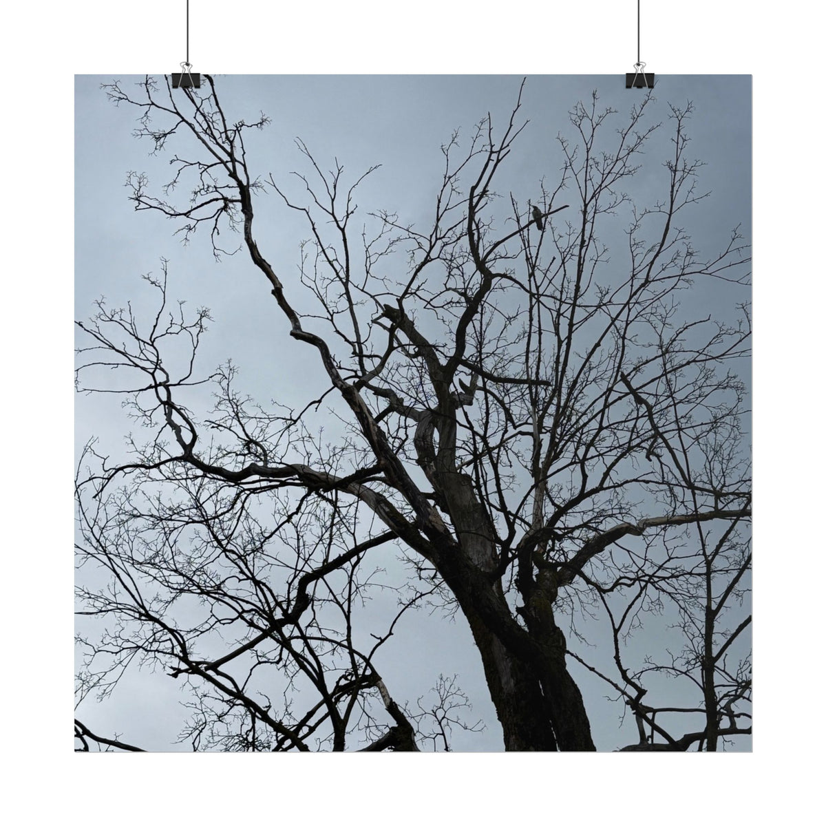Hoody's Tree Rolled Posters