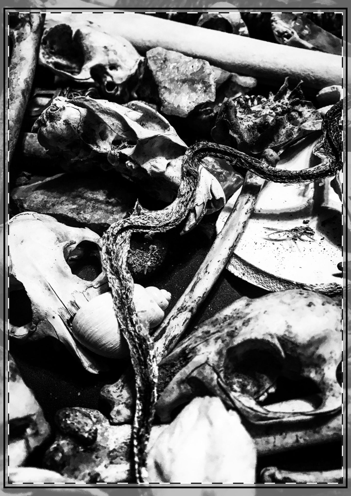 Them Bones Flat Greeting Cards (envelopes included)