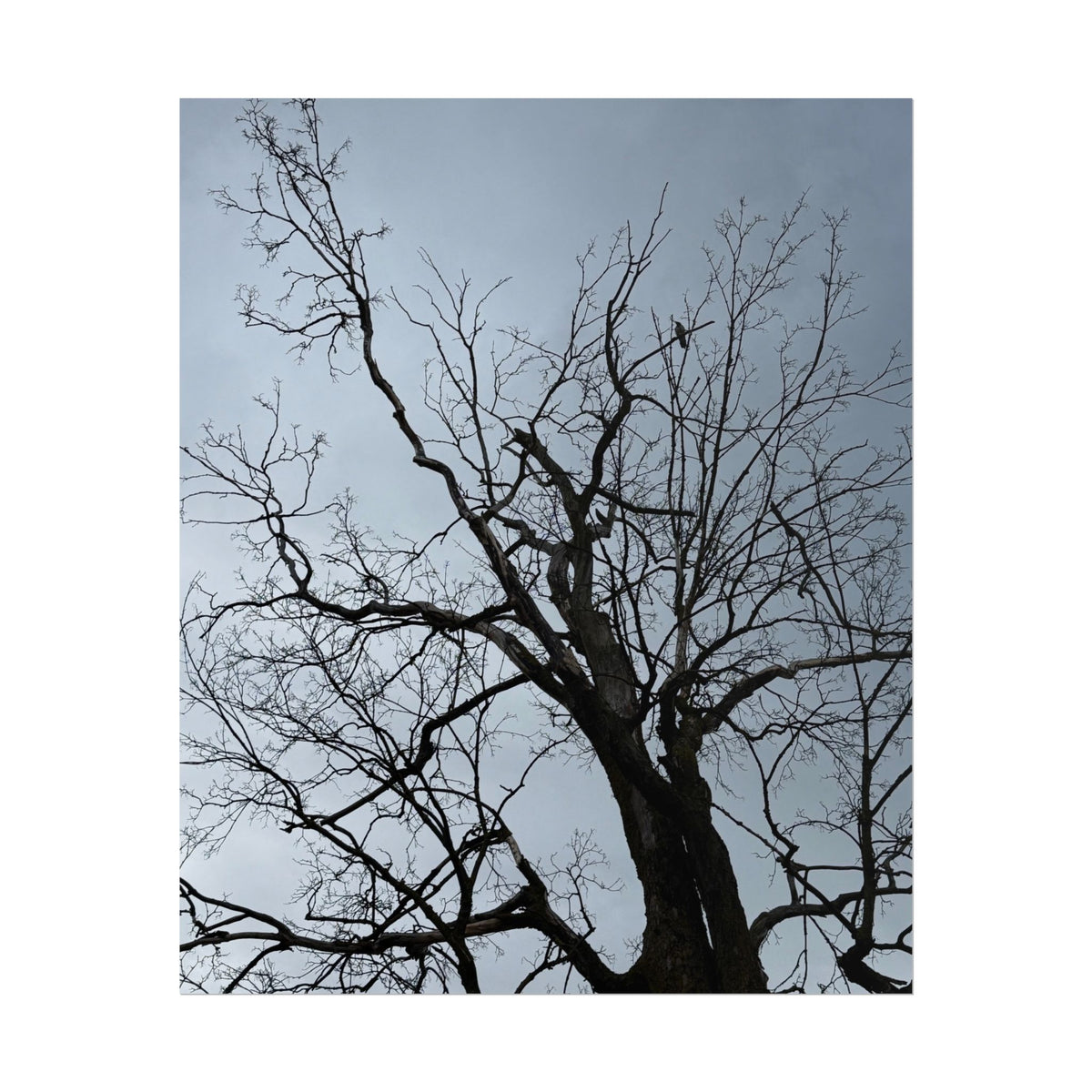 Hoody's Tree Rolled Posters