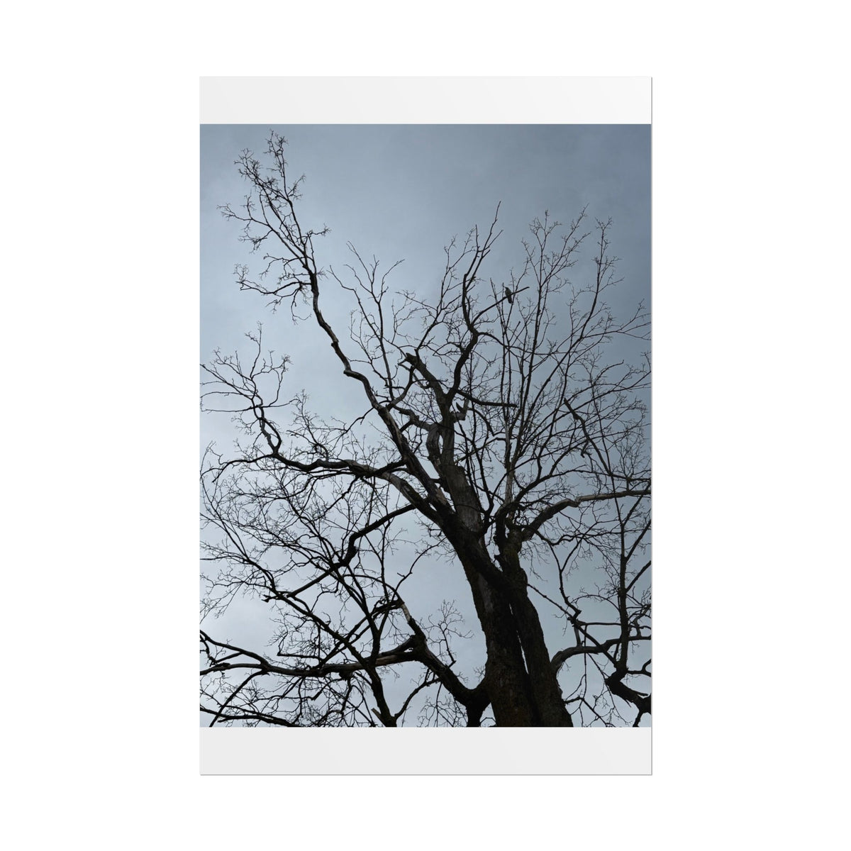 Hoody's Tree Rolled Posters