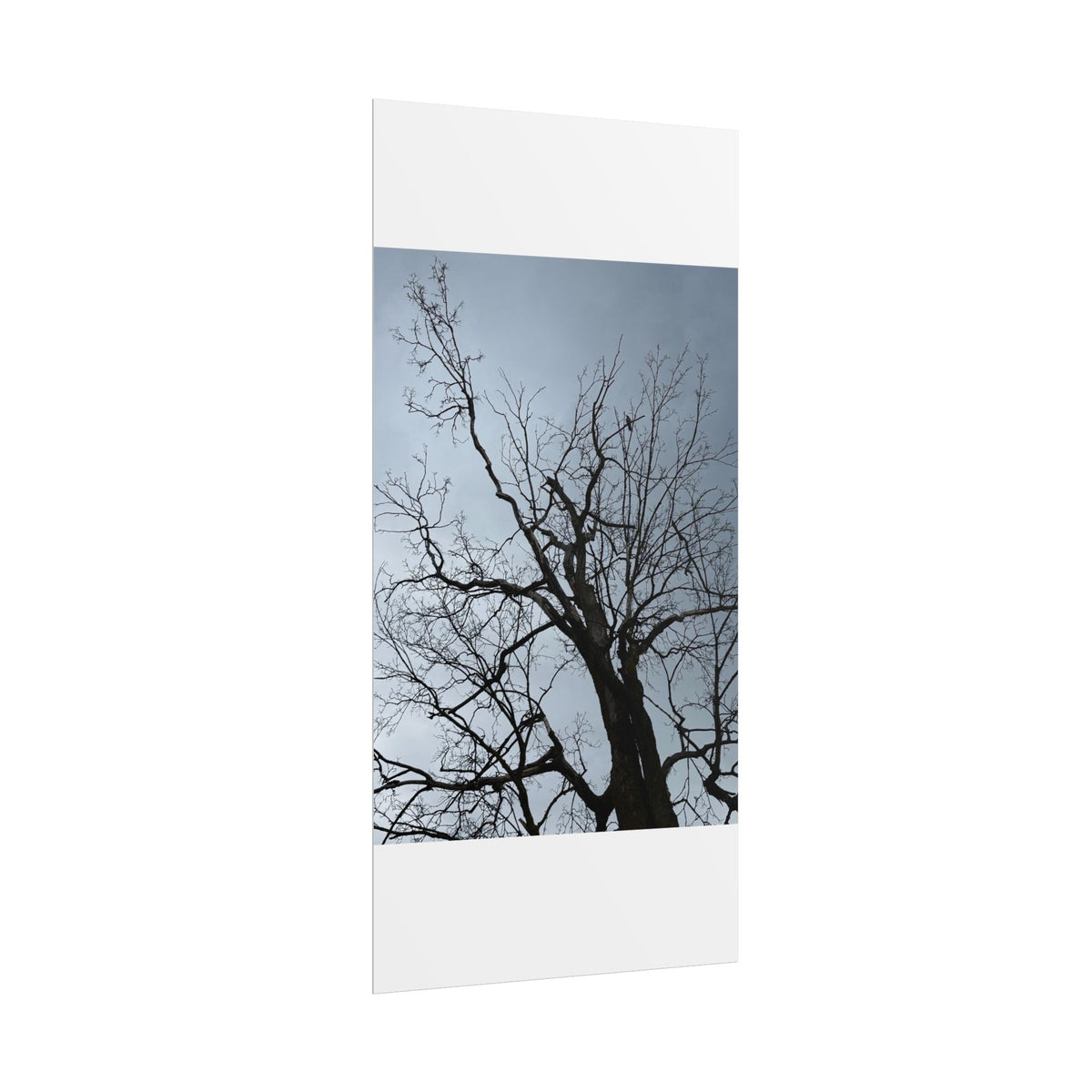 Hoody's Tree Rolled Posters