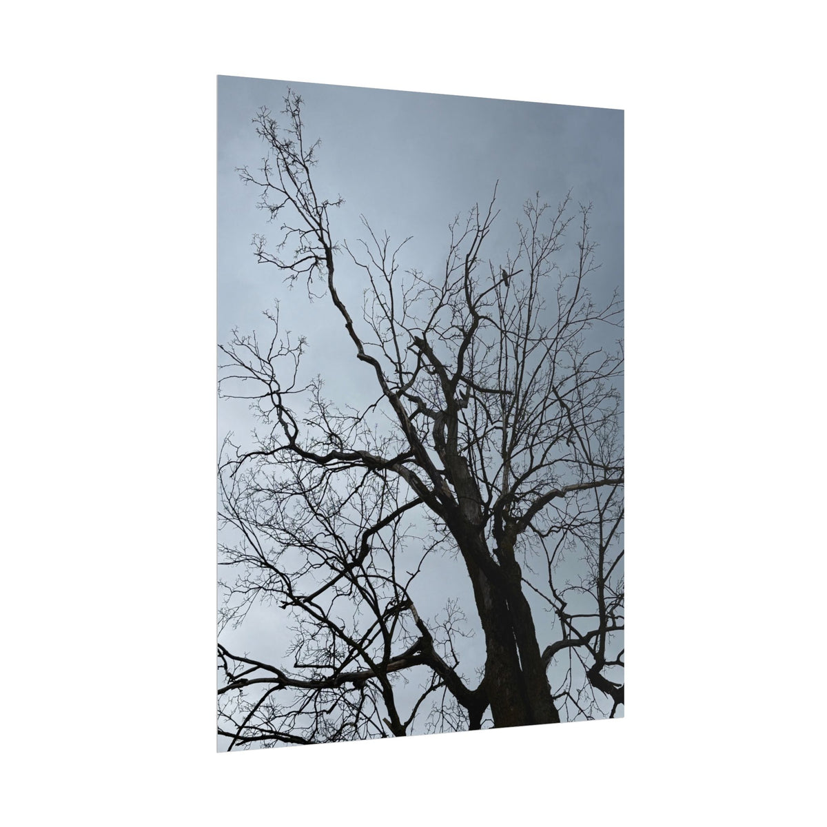Hoody's Tree Rolled Posters