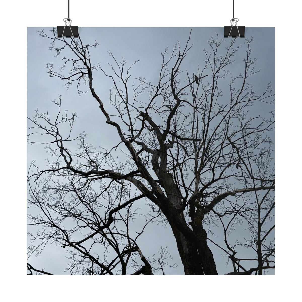 Hoody's Tree Rolled Posters