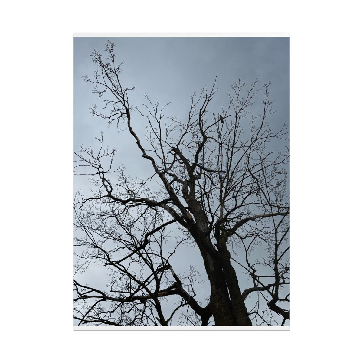 Hoody's Tree Rolled Posters