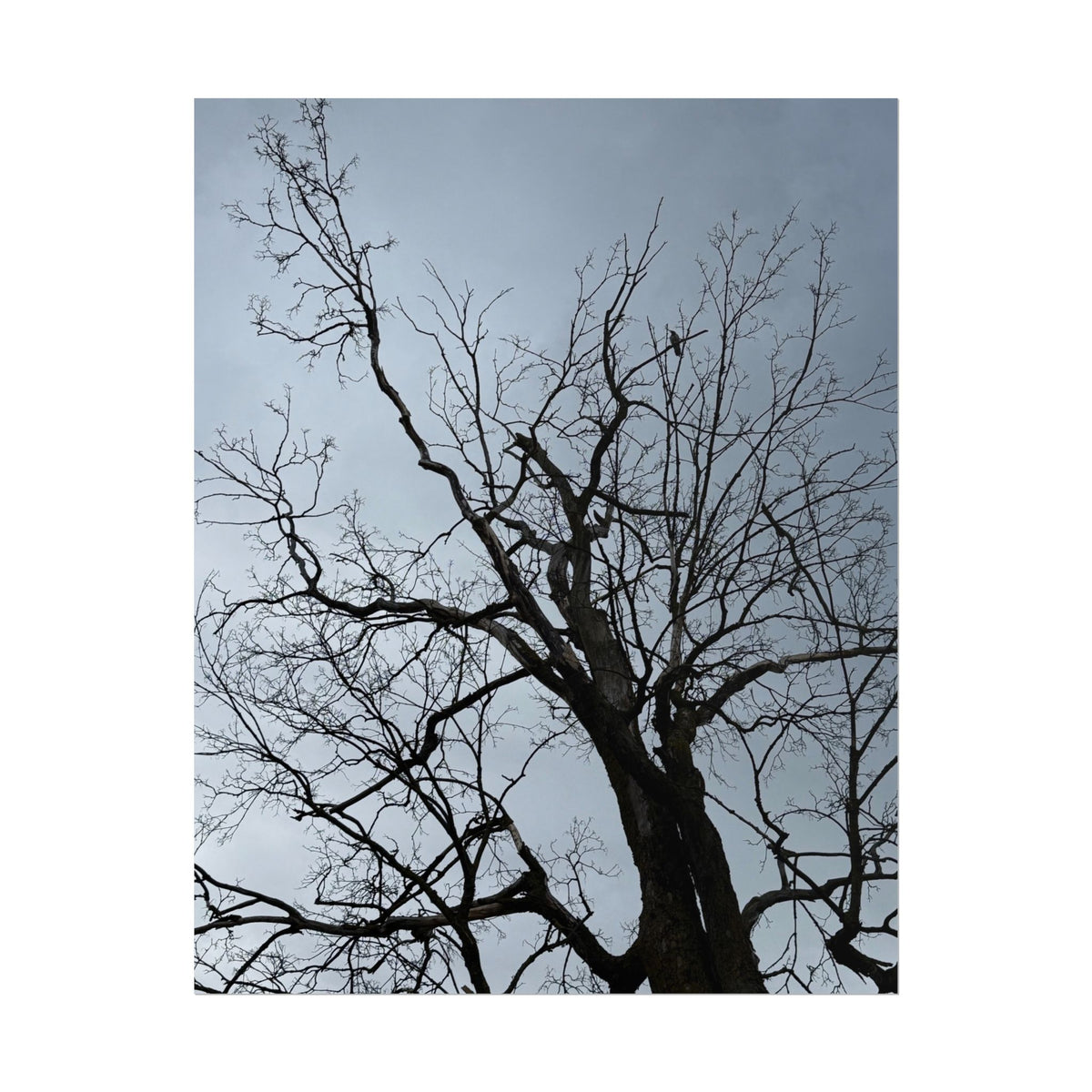 Hoody's Tree Rolled Posters