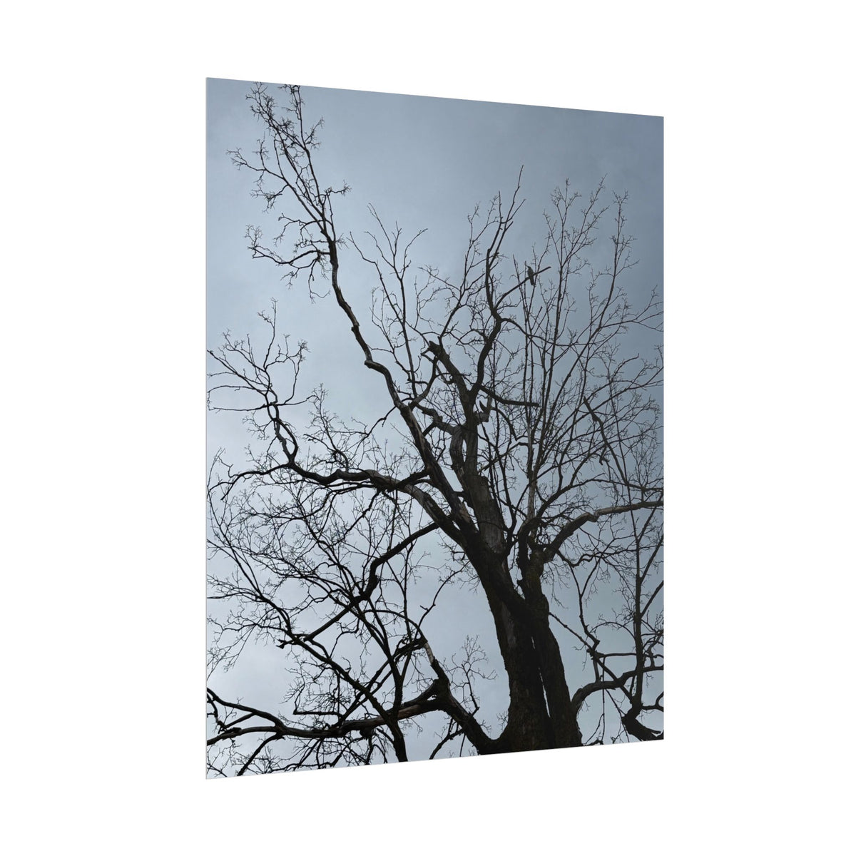 Hoody's Tree Rolled Posters