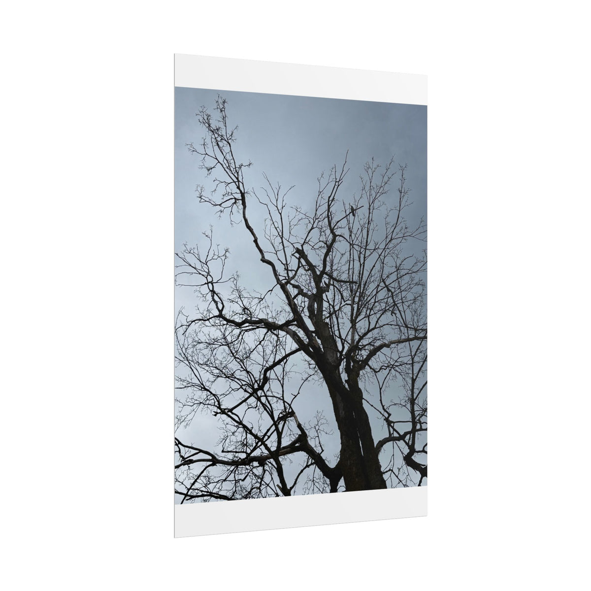 Hoody's Tree Rolled Posters