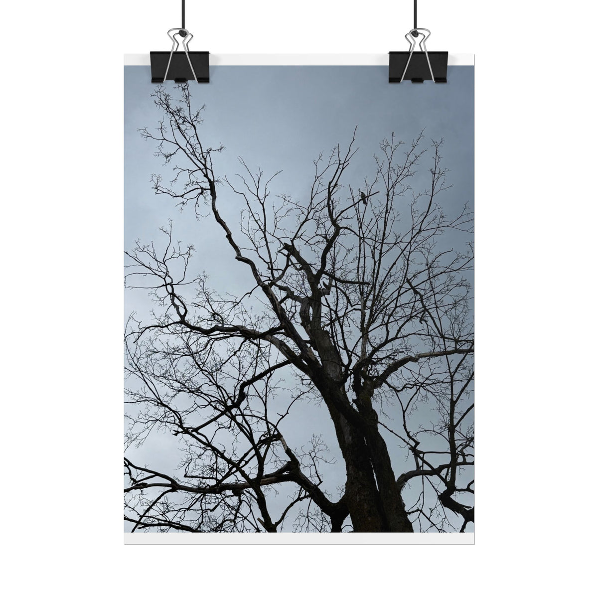 Hoody's Tree Rolled Posters