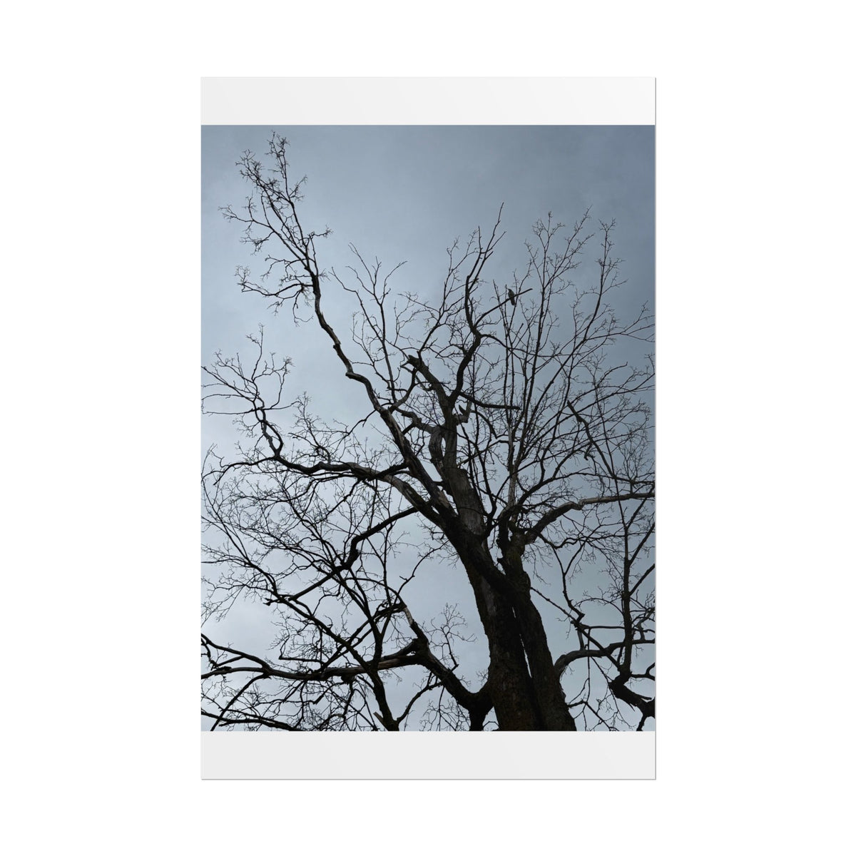 Hoody's Tree Rolled Posters