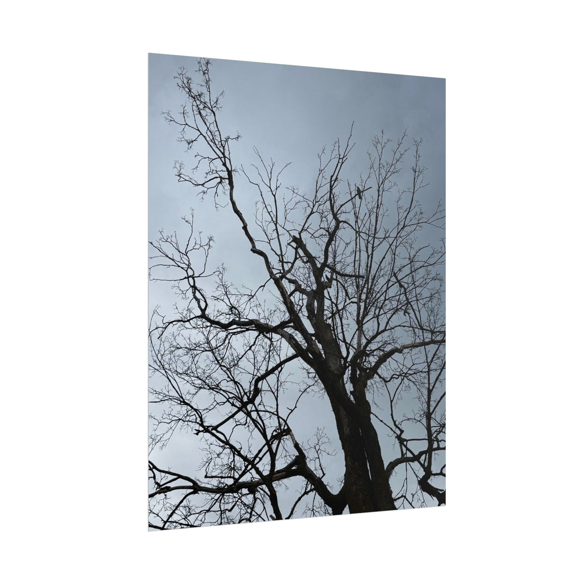 Hoody's Tree Rolled Posters