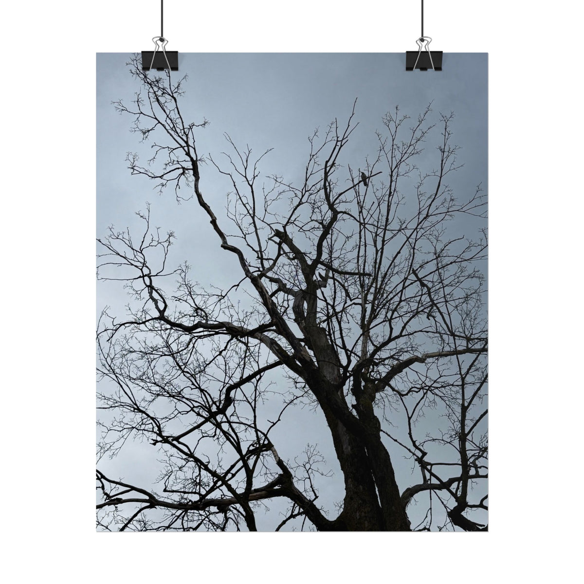 Hoody's Tree Rolled Posters