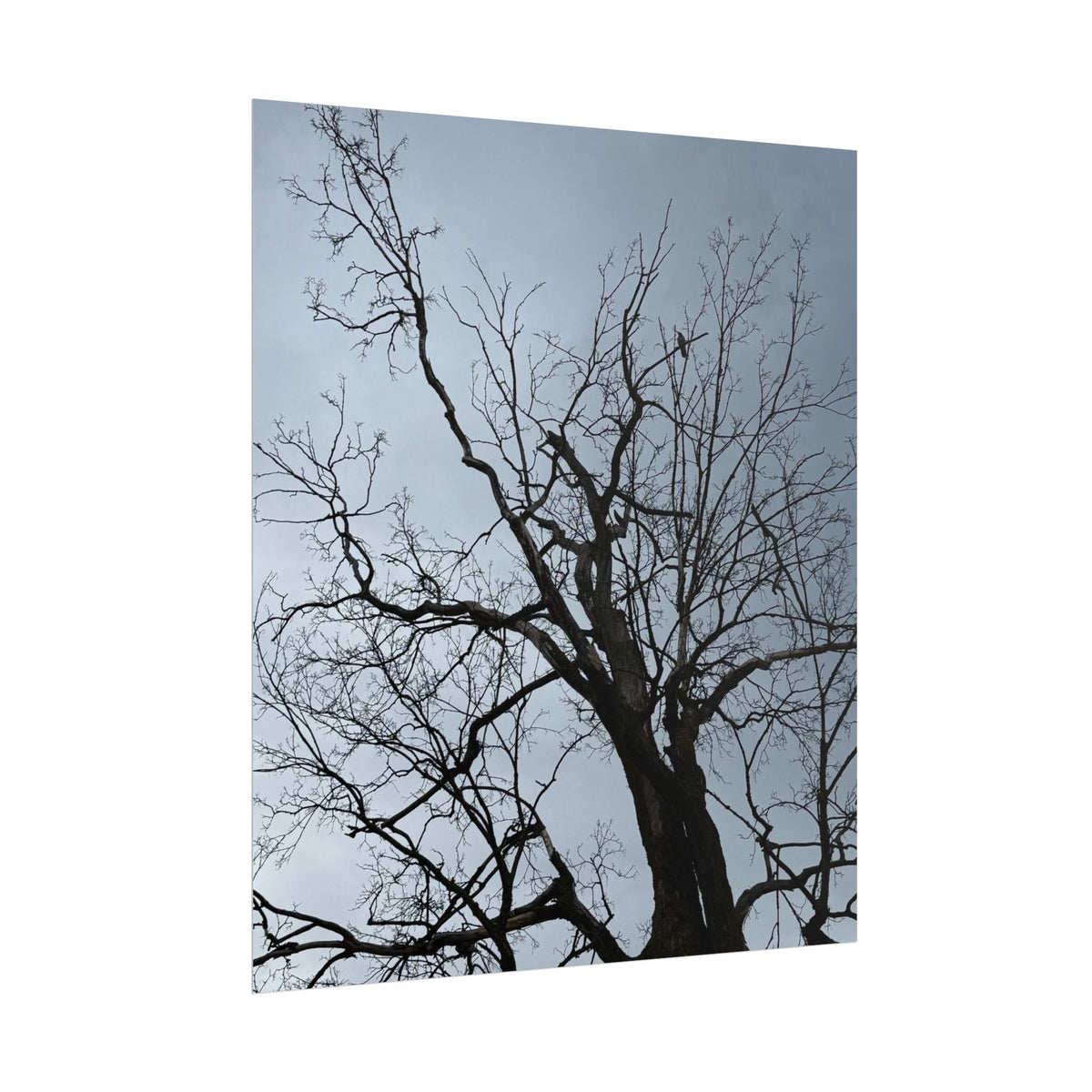 Hoody's Tree Rolled Posters