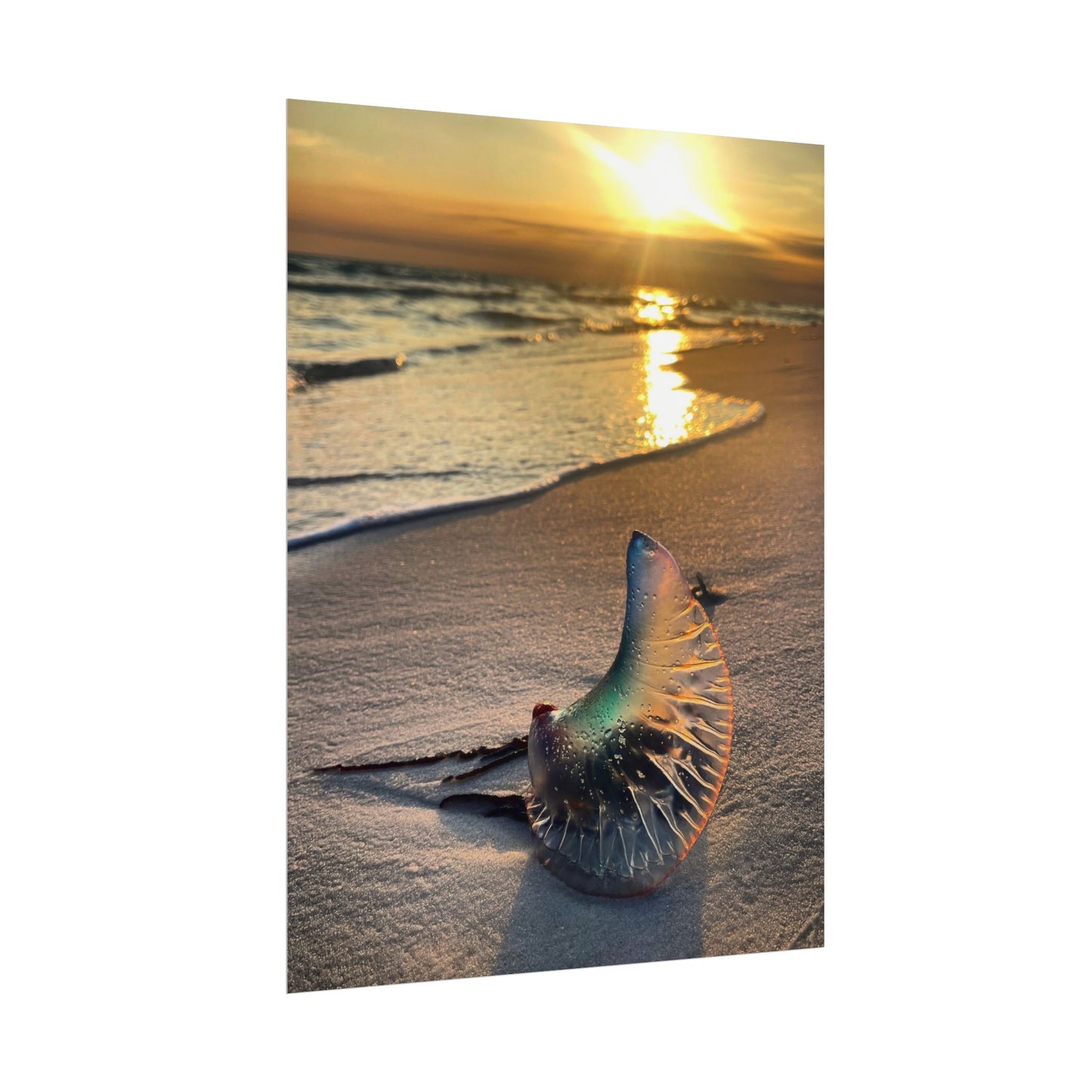 The Day The Moon Washed Ashore Rolled Poster
