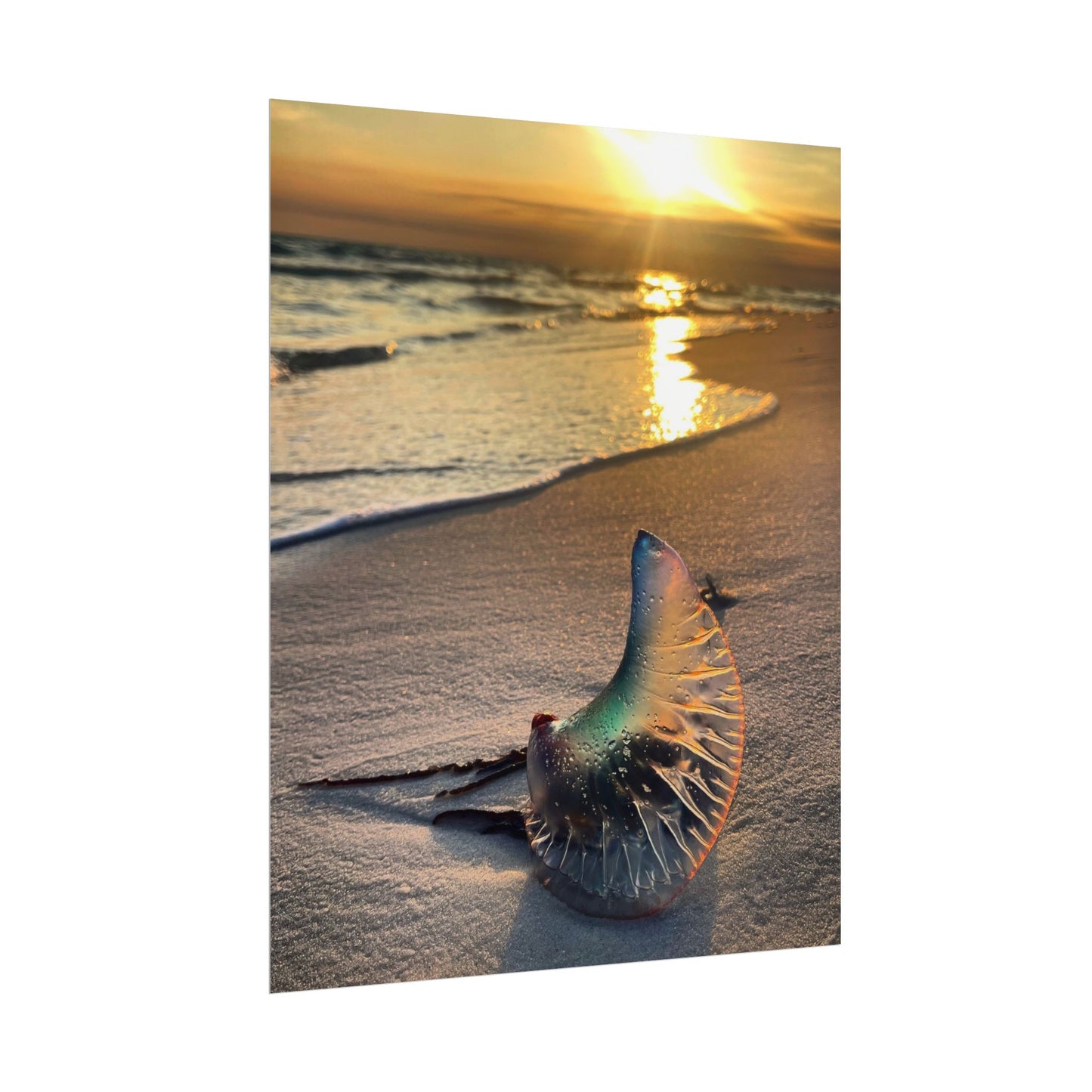 The Day The Moon Washed Ashore Rolled Poster