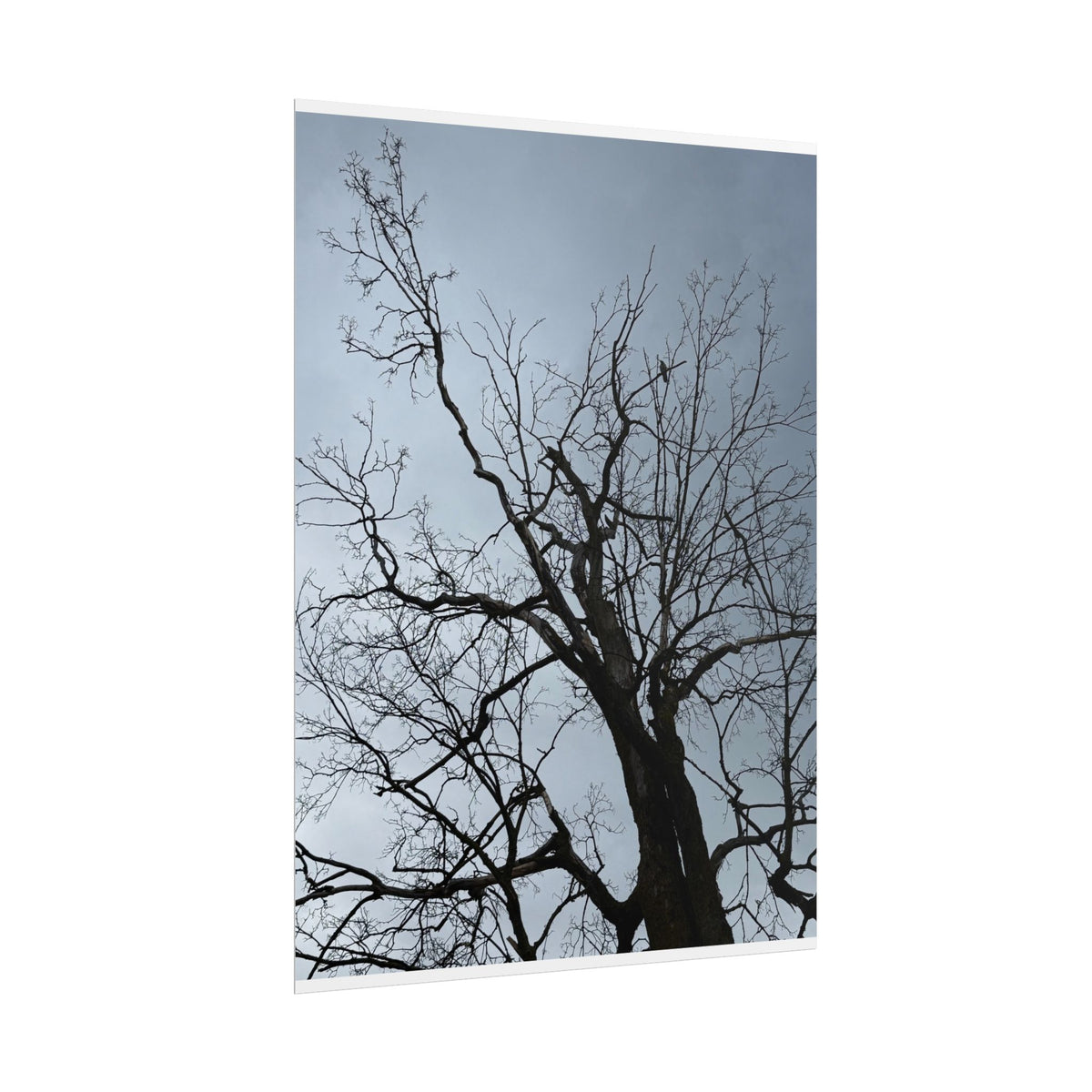 Hoody's Tree Rolled Posters