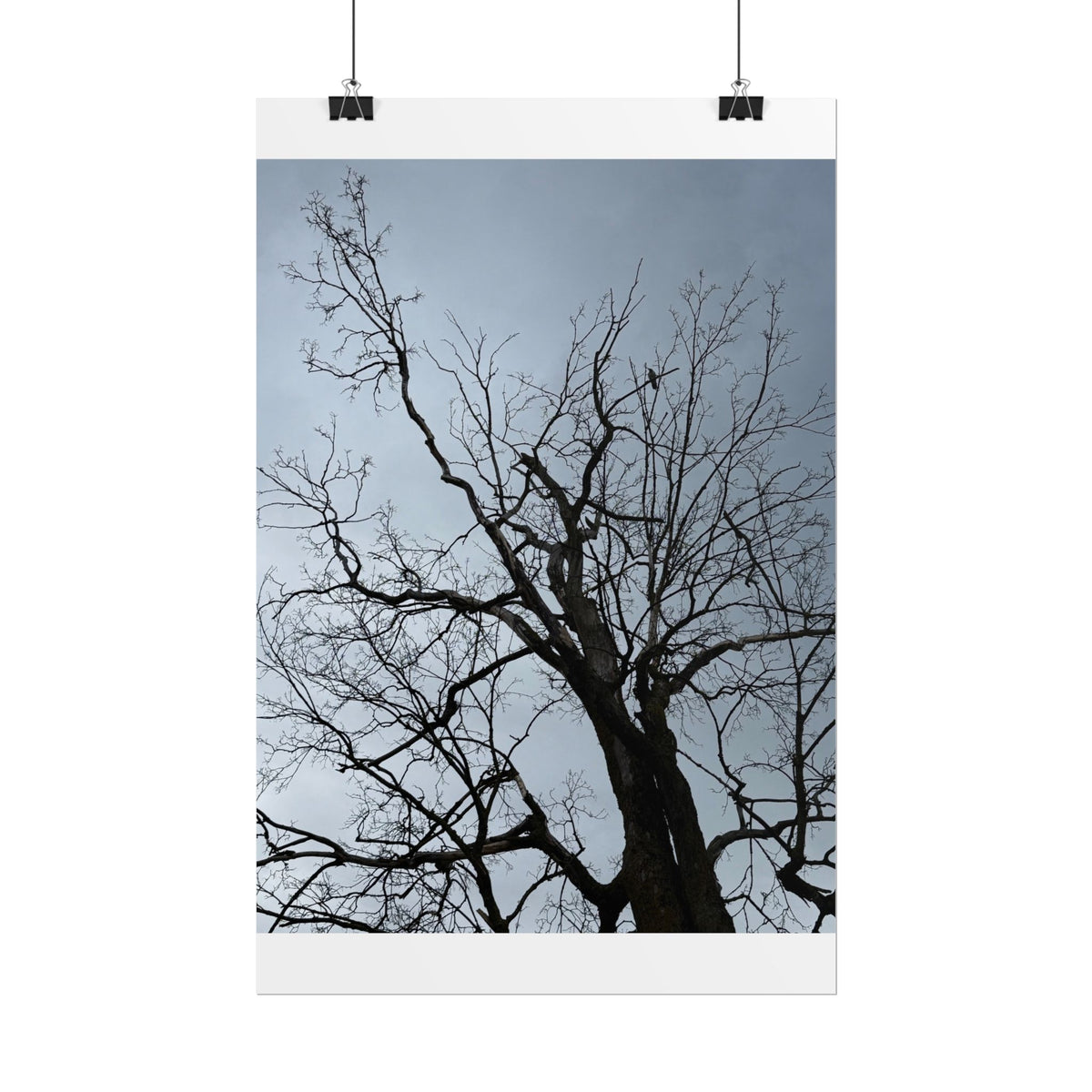 Hoody's Tree Rolled Posters