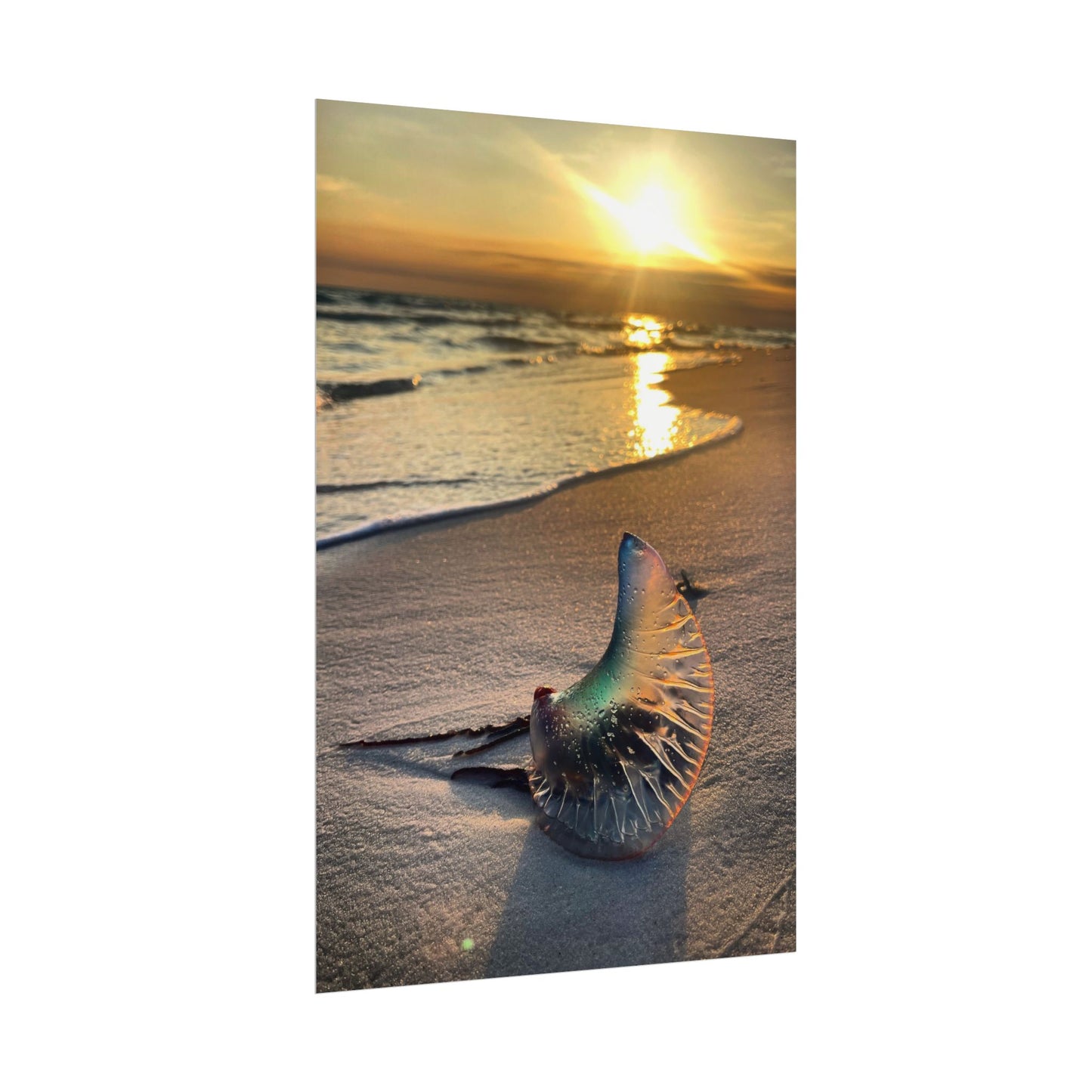The Day The Moon Washed Ashore Rolled Poster