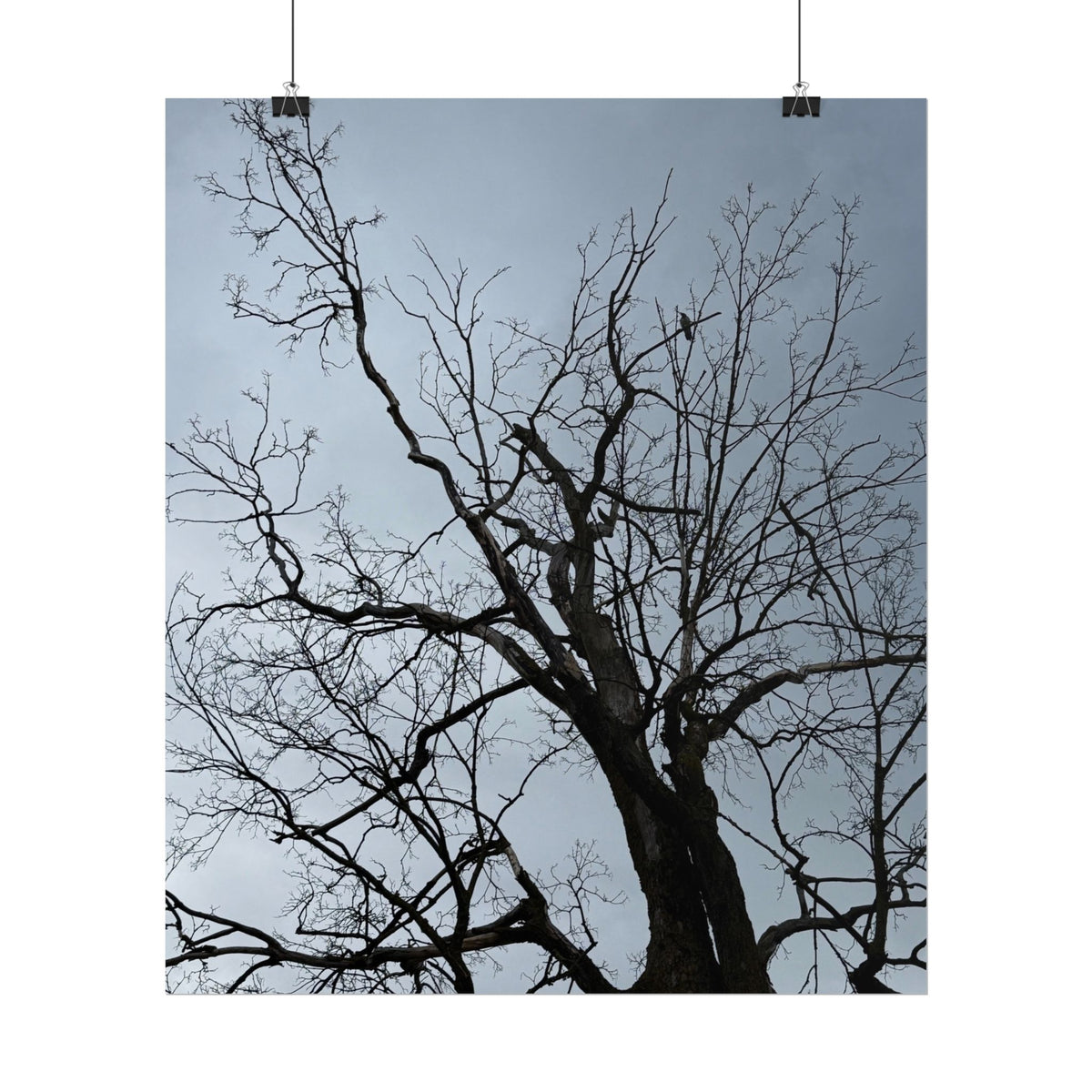 Hoody's Tree Rolled Posters