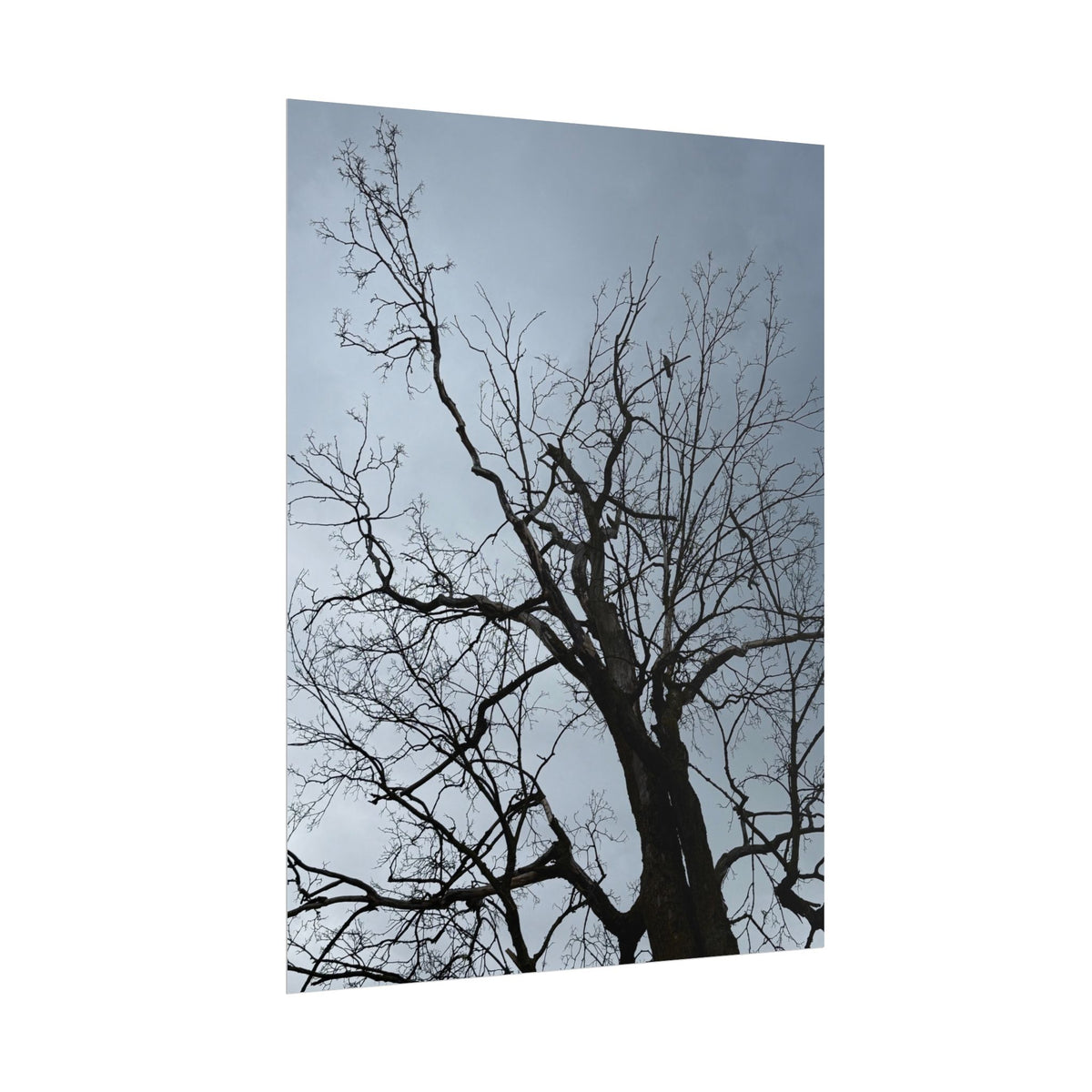 Hoody's Tree Rolled Posters