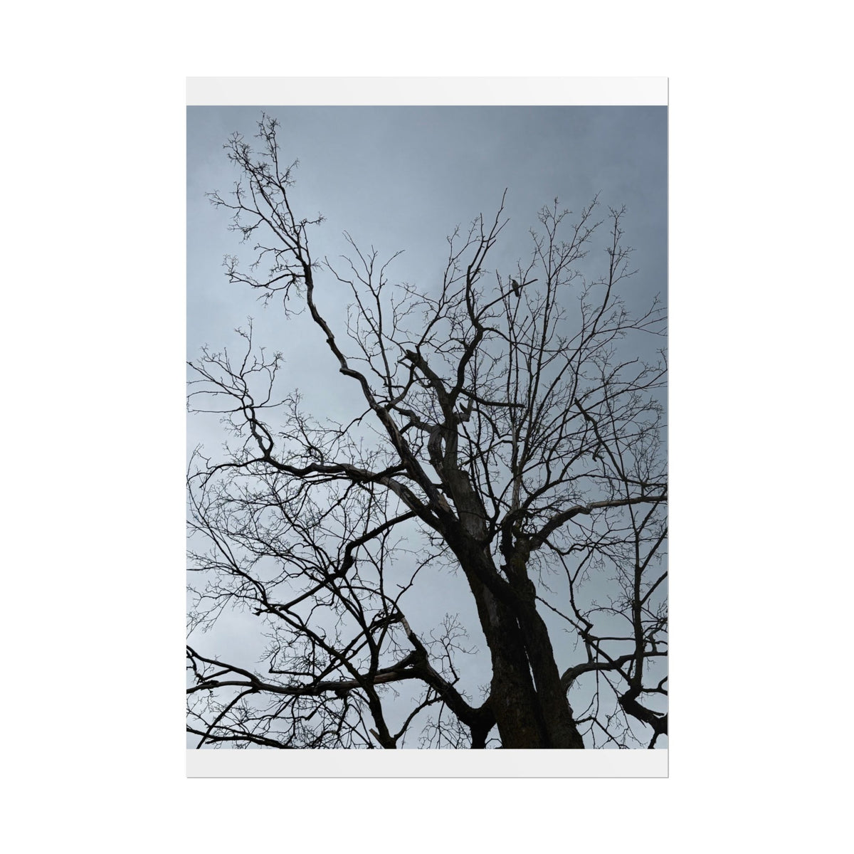 Hoody's Tree Rolled Posters