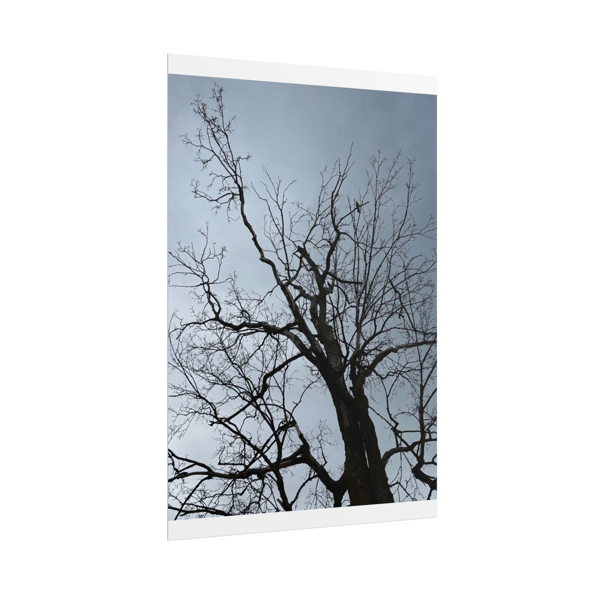 Hoody's Tree Rolled Posters