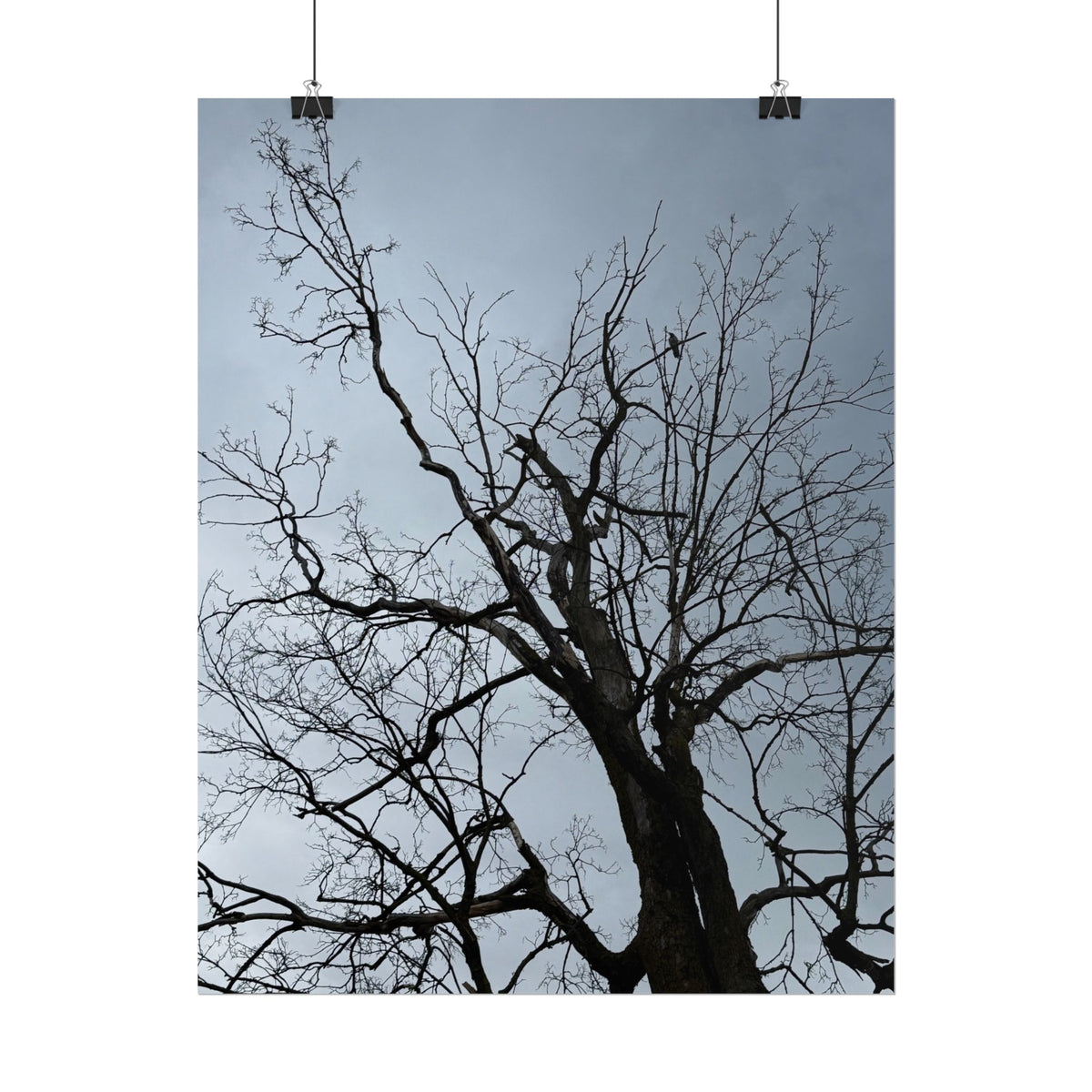 Hoody's Tree Rolled Posters