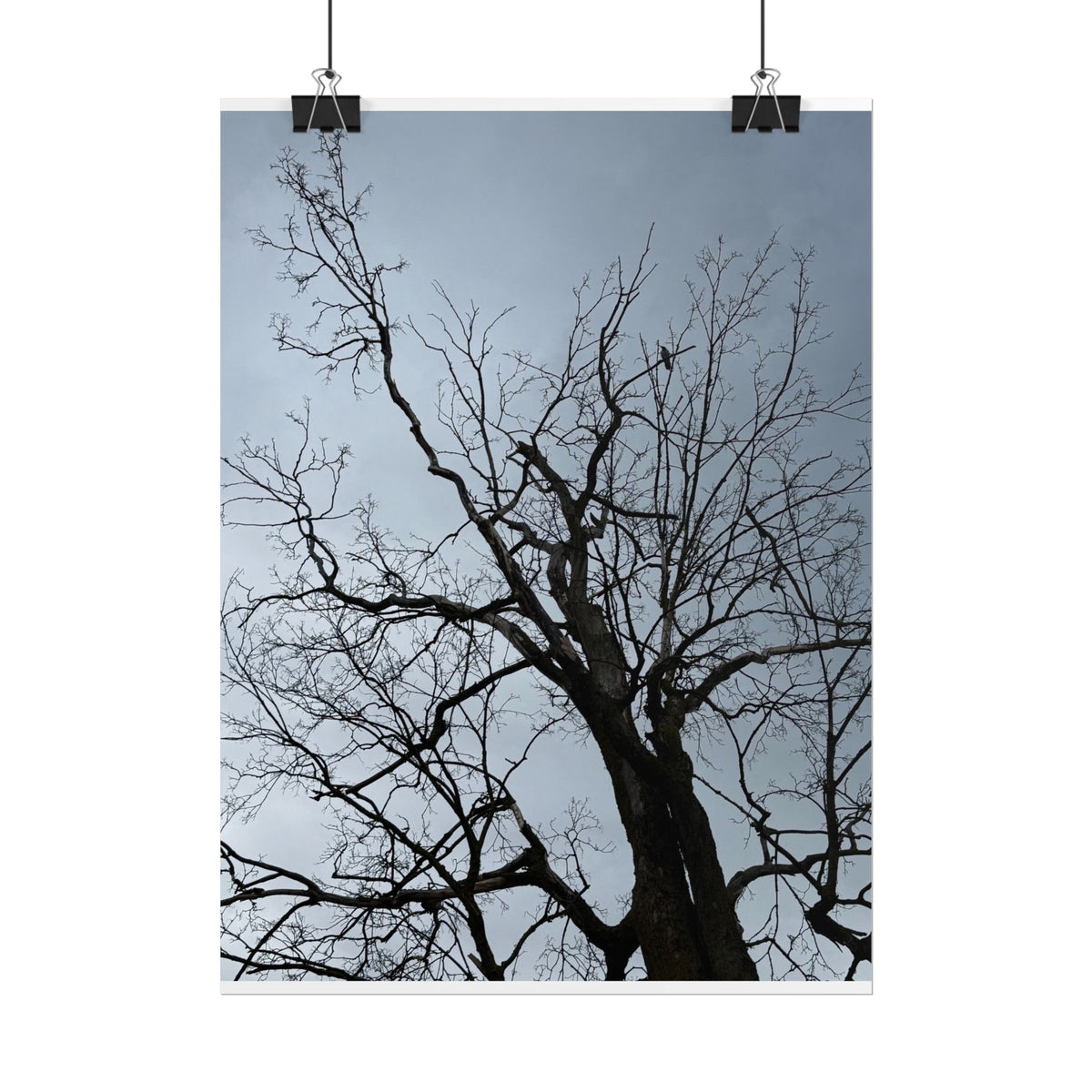 Hoody's Tree Rolled Posters