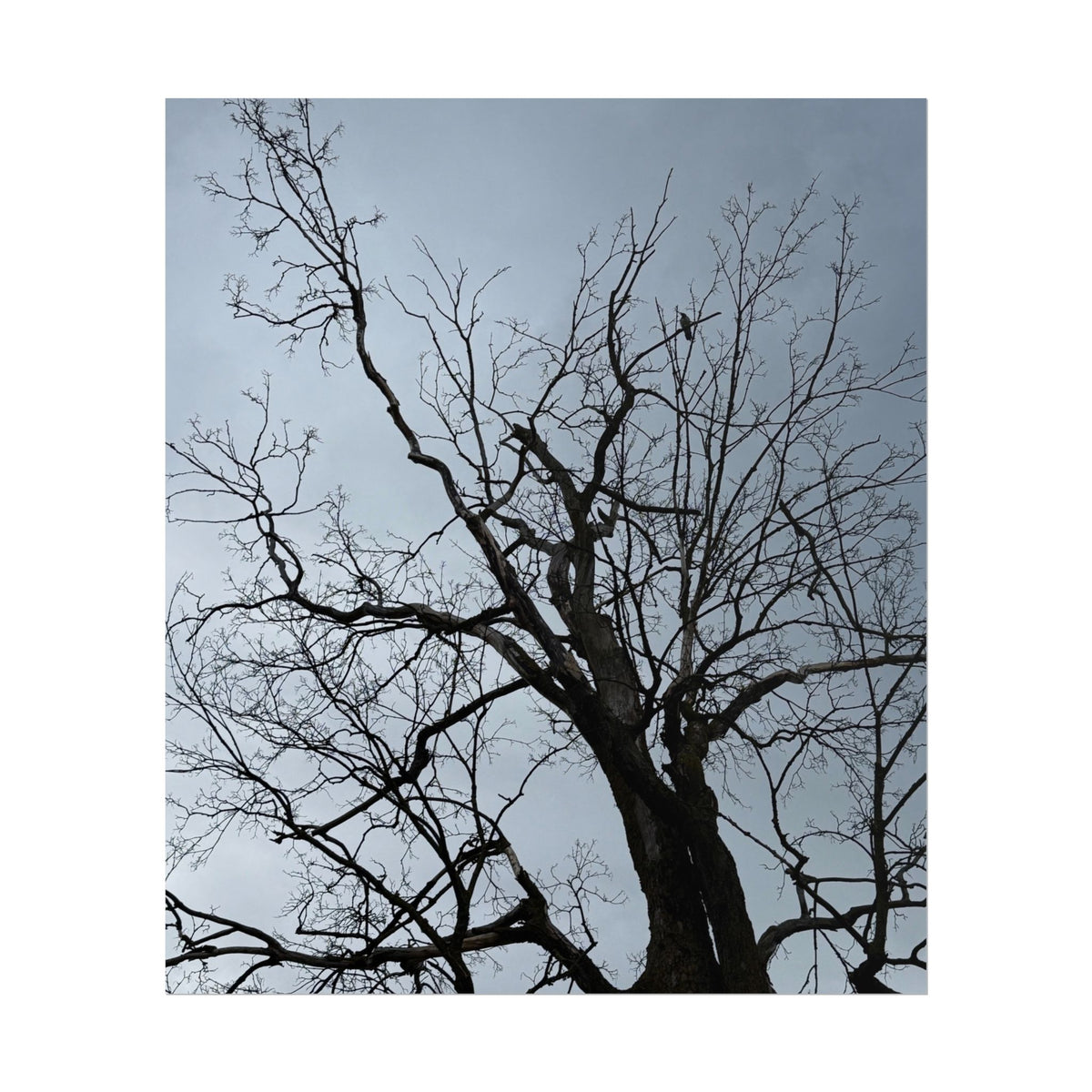 Hoody's Tree Rolled Posters