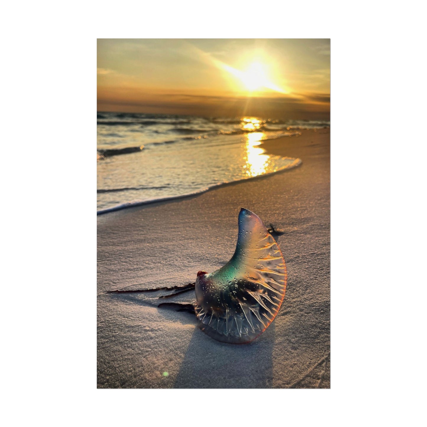 The Day The Moon Washed Ashore Rolled Poster