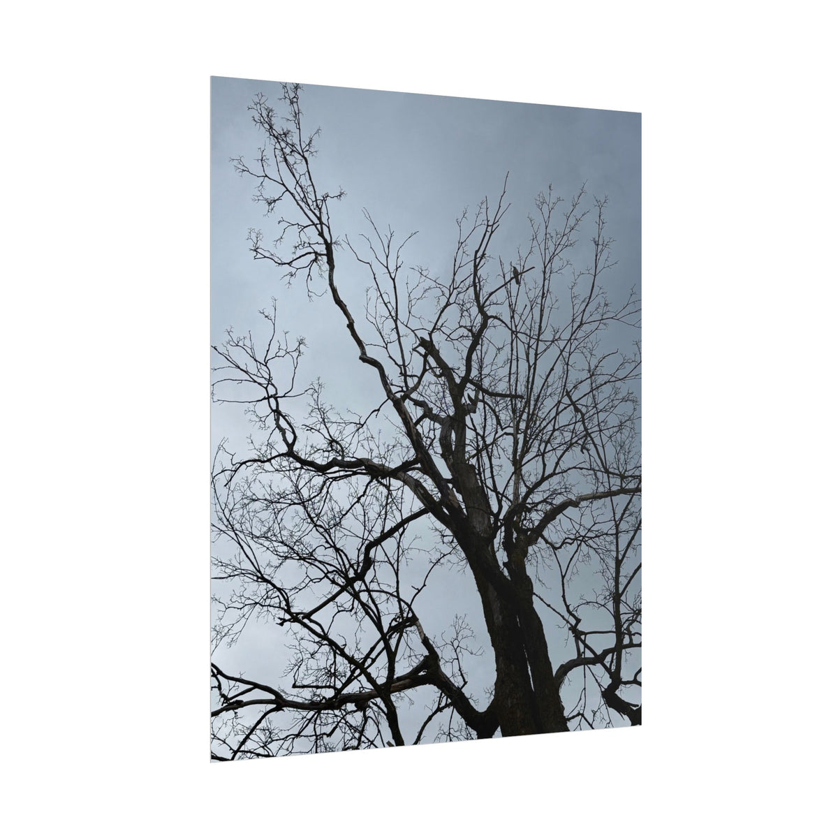 Hoody's Tree Rolled Posters