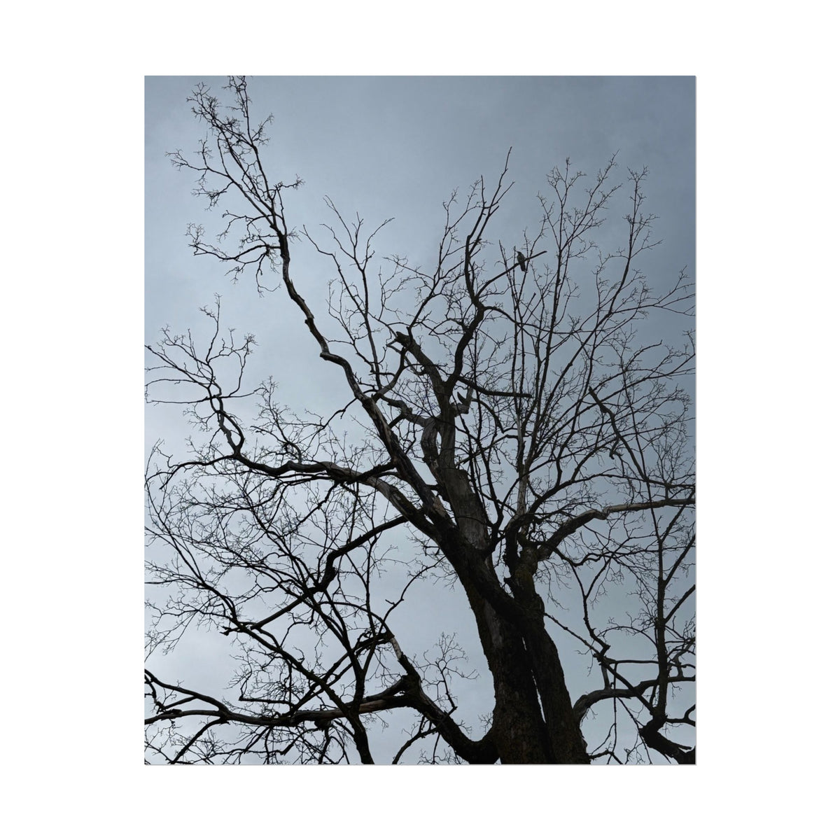 Hoody's Tree Rolled Posters