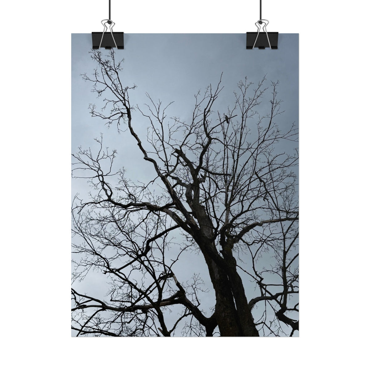 Hoody's Tree Rolled Posters