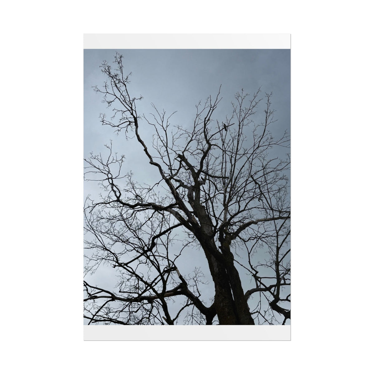 Hoody's Tree Rolled Posters