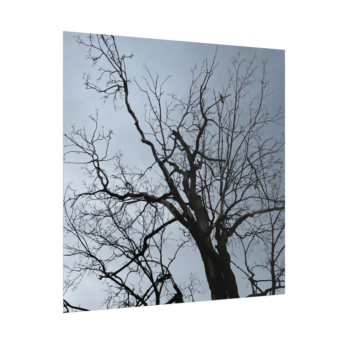 Hoody's Tree Rolled Posters