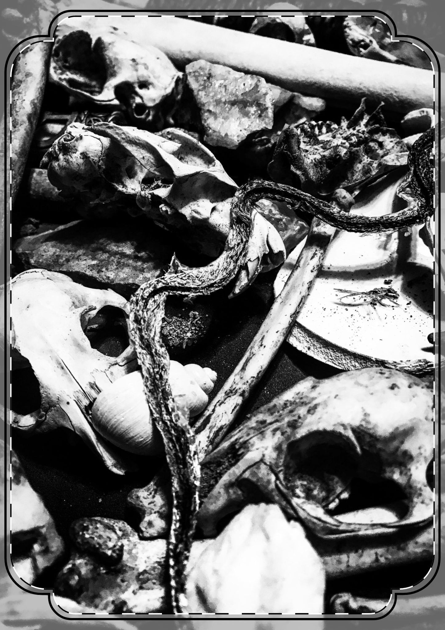 Them Bones Flat Greeting Cards (envelopes included)