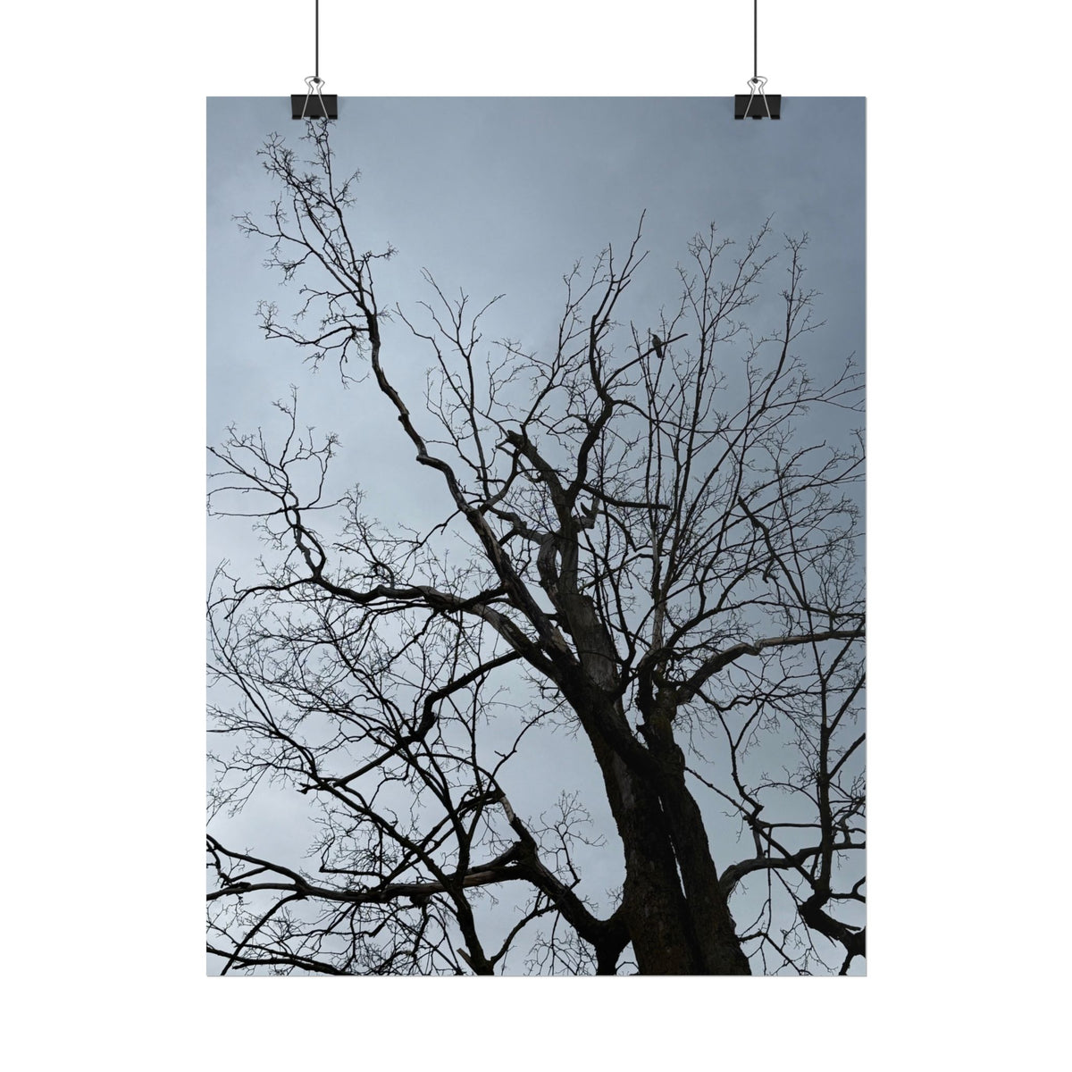 Hoody's Tree Rolled Posters