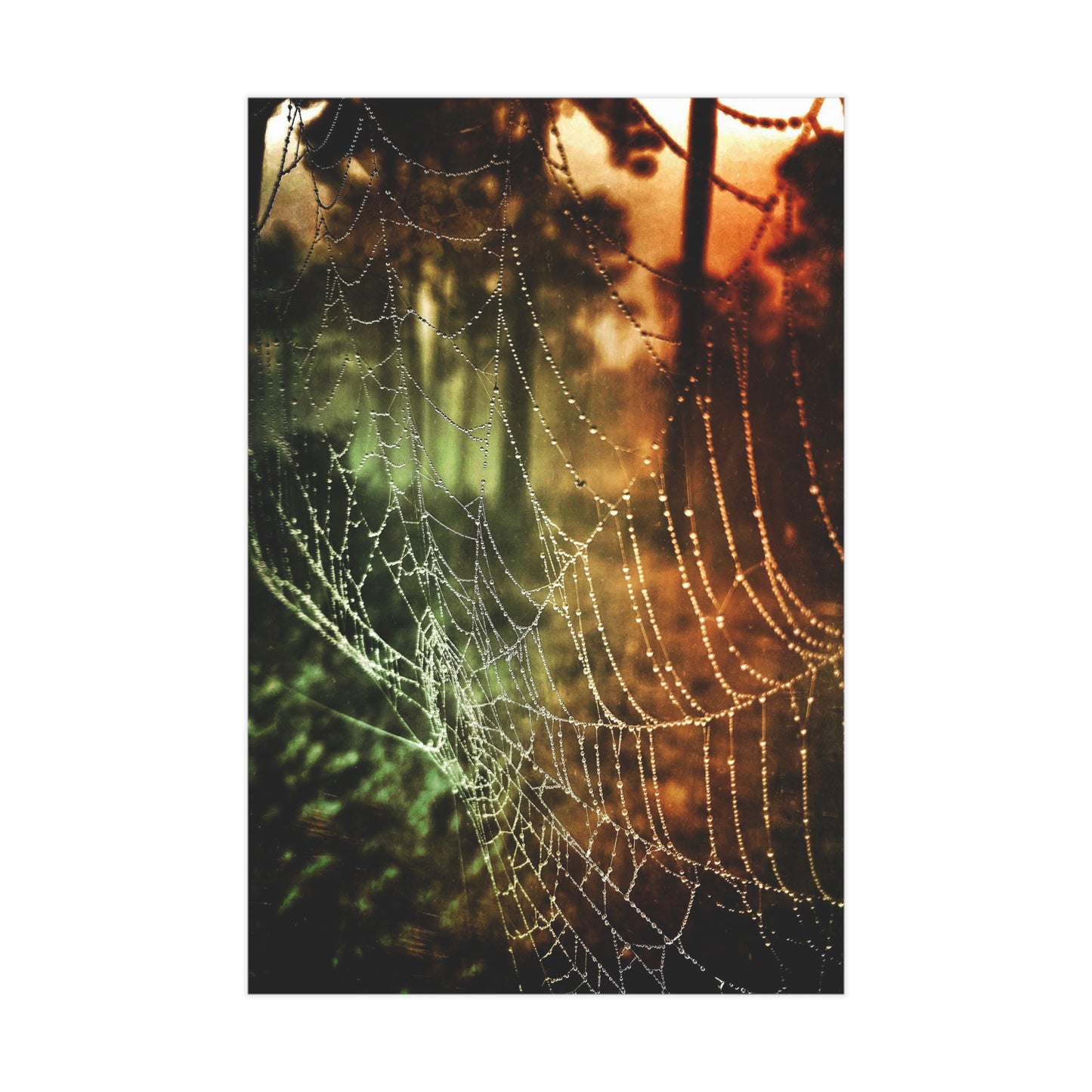 Tears of Dawn Paper Print