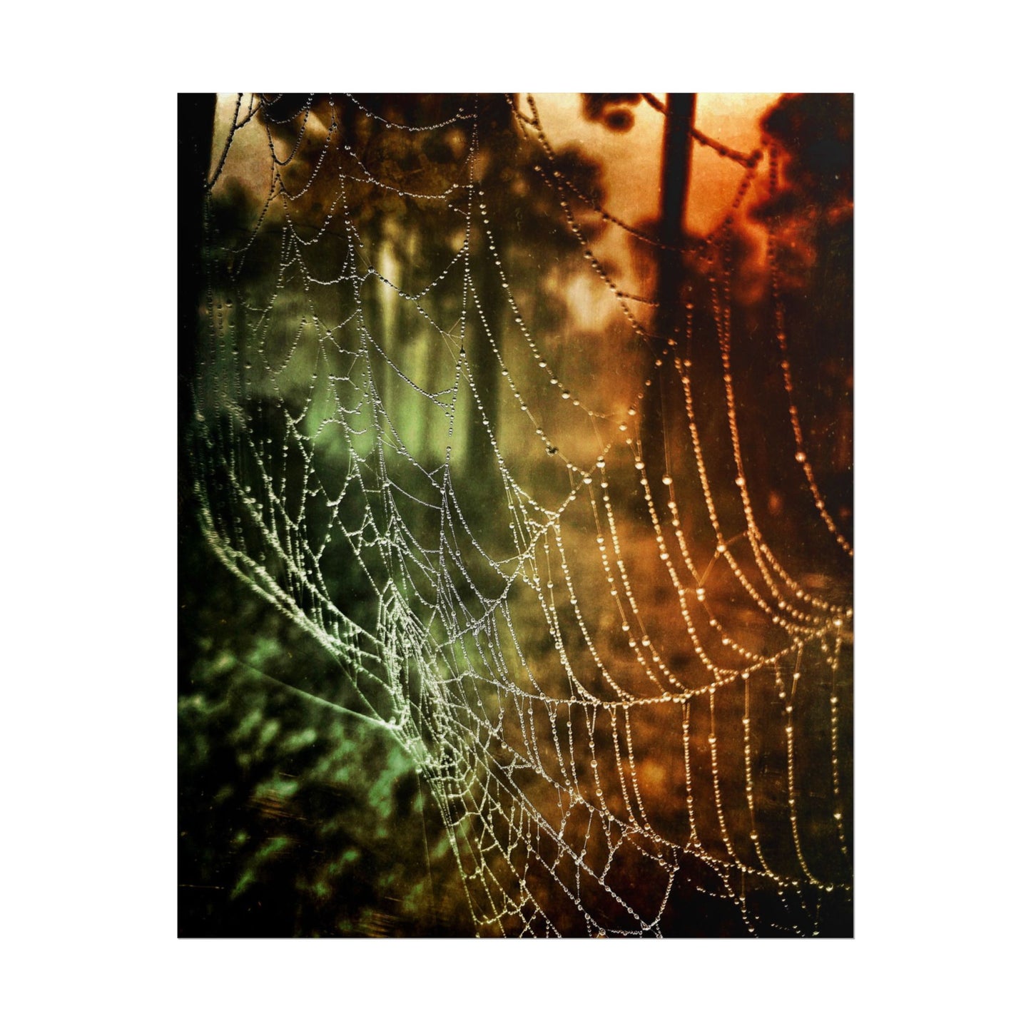 Tears of Dawn (V.2) Rolled Poster